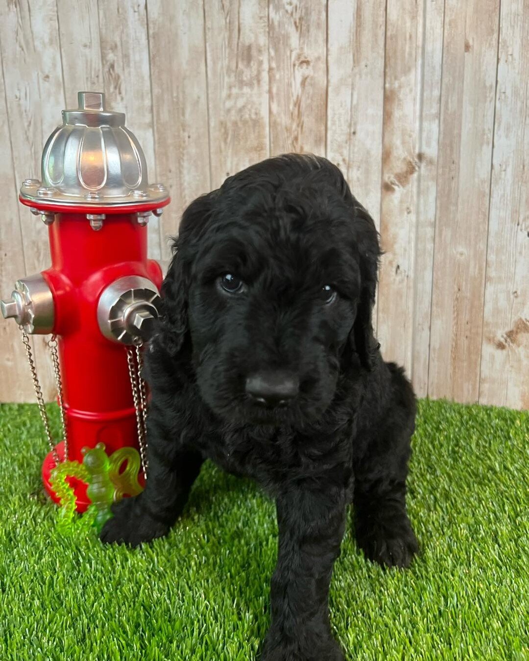 Husker is a hypoallergenic goldendoodle and still looking for his future family. He will be able to leave 2 weeks from today, September 11th. 

#midwestpuppy #goldendoodle #hypoallergenic #f1bdoodle #nebraskaraised #borninomaha #bestfriend #puppylife