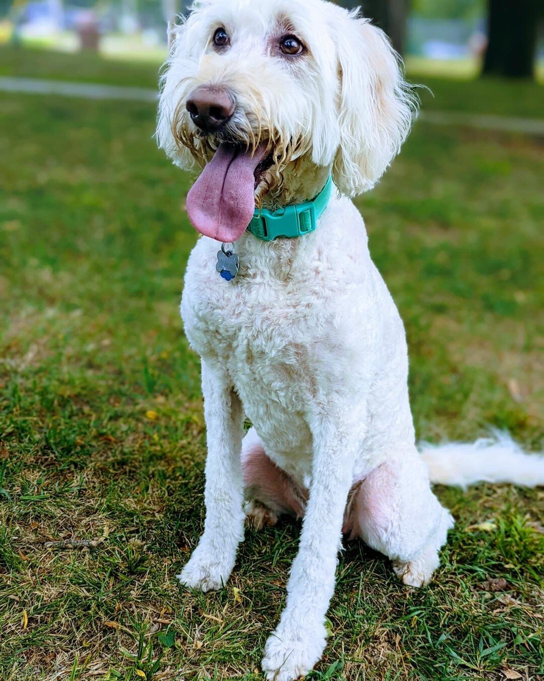 Puppy FurEver Update: Here's Maggie! We got her in 2016!

#midwestpuppy #goldendoodle #fureverhome #mondayvibes