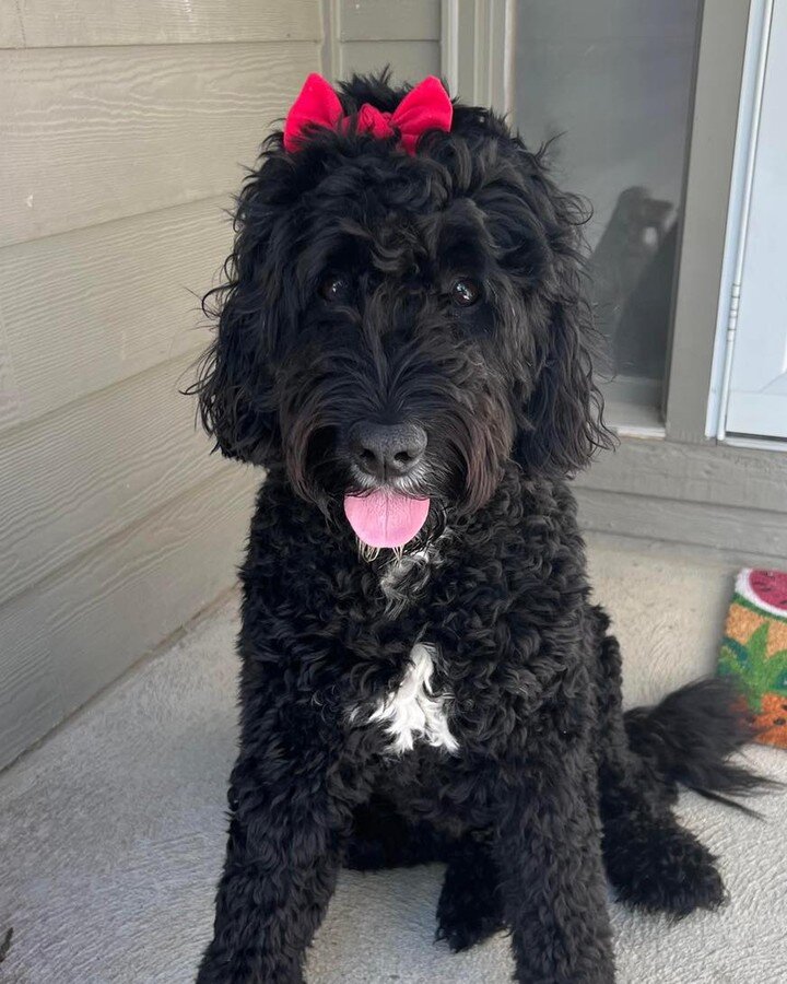 Go big red! ❤️🏈🖤

#midwestpuppy #bernedoodle #nebraskaraised #gobigred