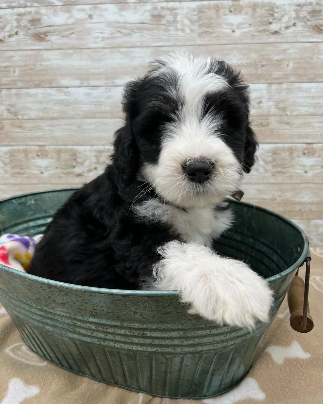 Bernedoodle puppies for sale Omaha, Nebraska — Midwest Puppy
