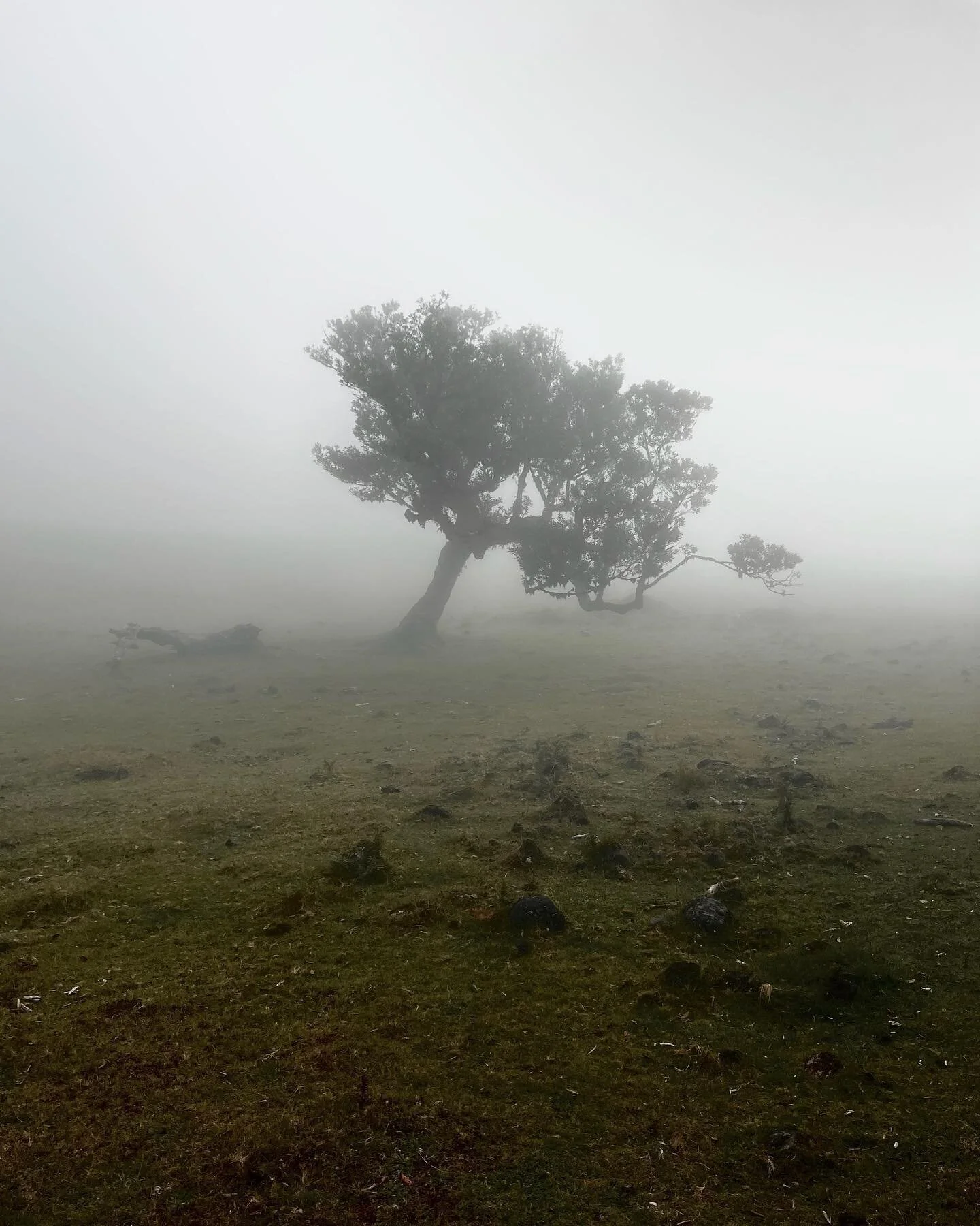 &ldquo;Lone Tree&rdquo;