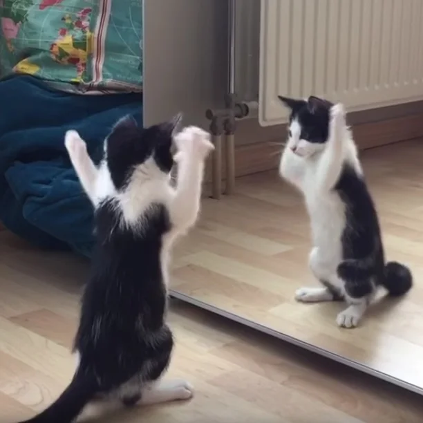 To hack back or not to hack back?