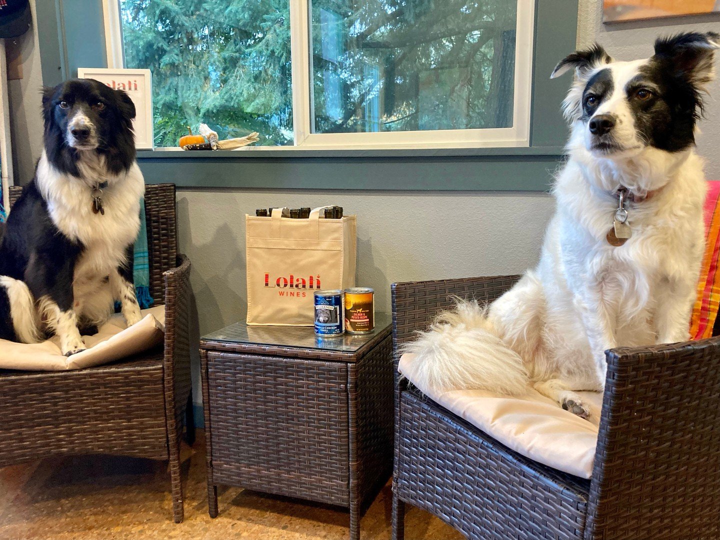 Pet Food Drive: Now through January 31, 2026! 🐾 I am excited to be doing a pet food drive again this season to support the local @newberganimalshelter! Bring in 2 cans of pet food and receive 15% off your wine purchase. Club members who donate will 