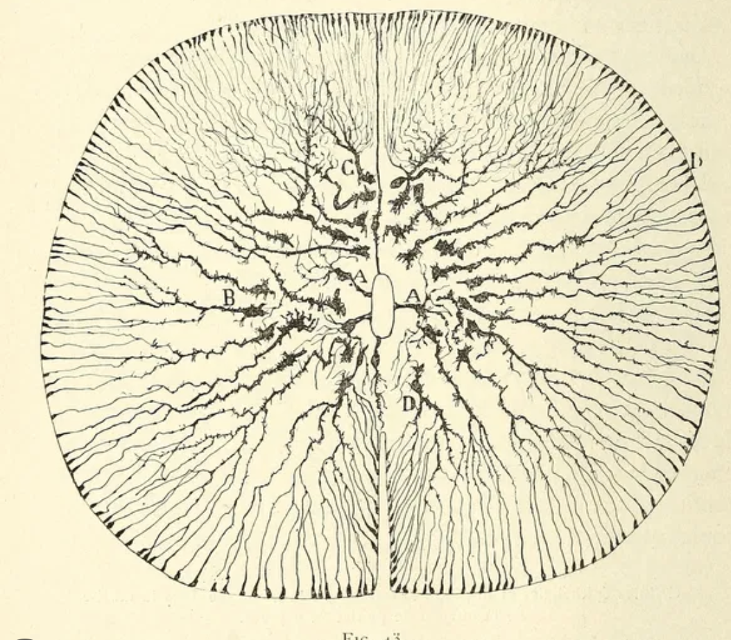 Neural Therapy Level 3