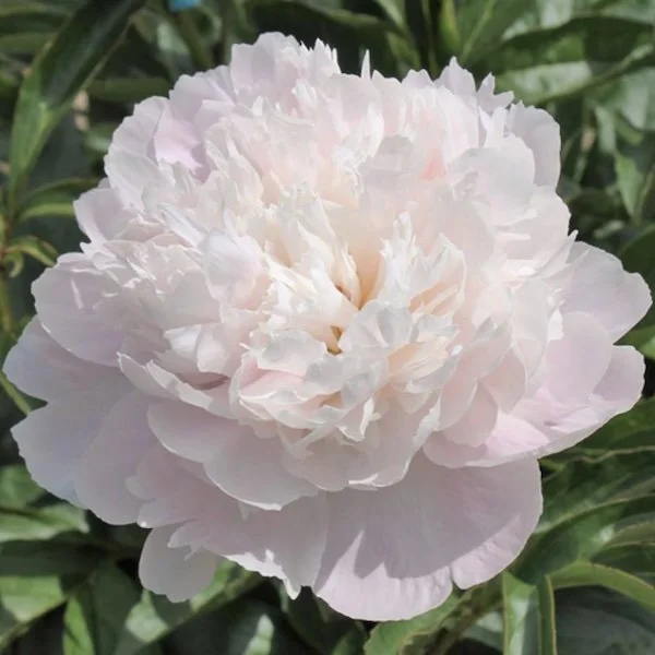 Lady Alexandra Duff.jpg