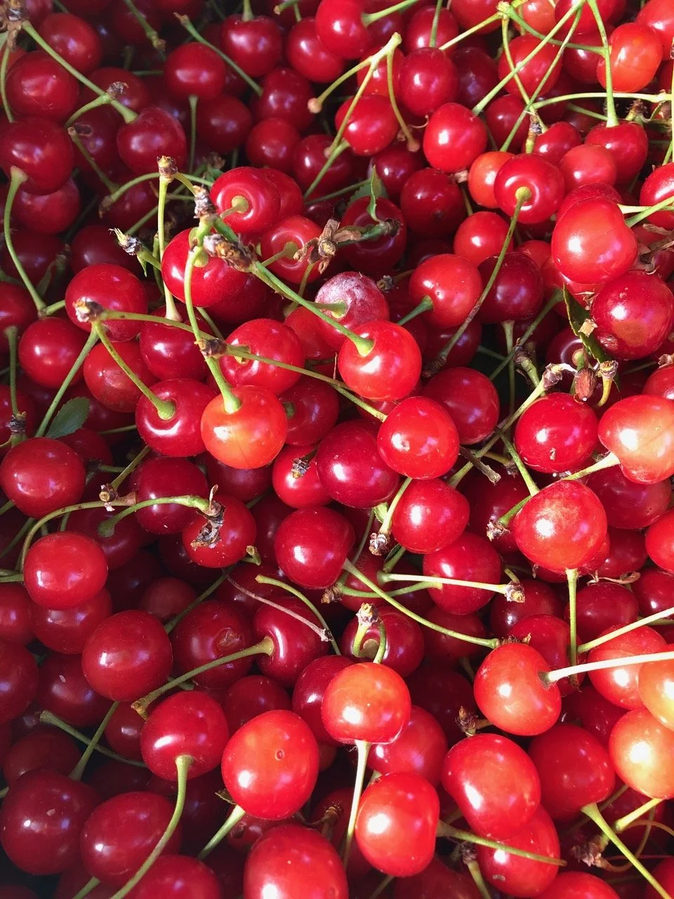 Tart Pie Cherries: U-pick or already picked