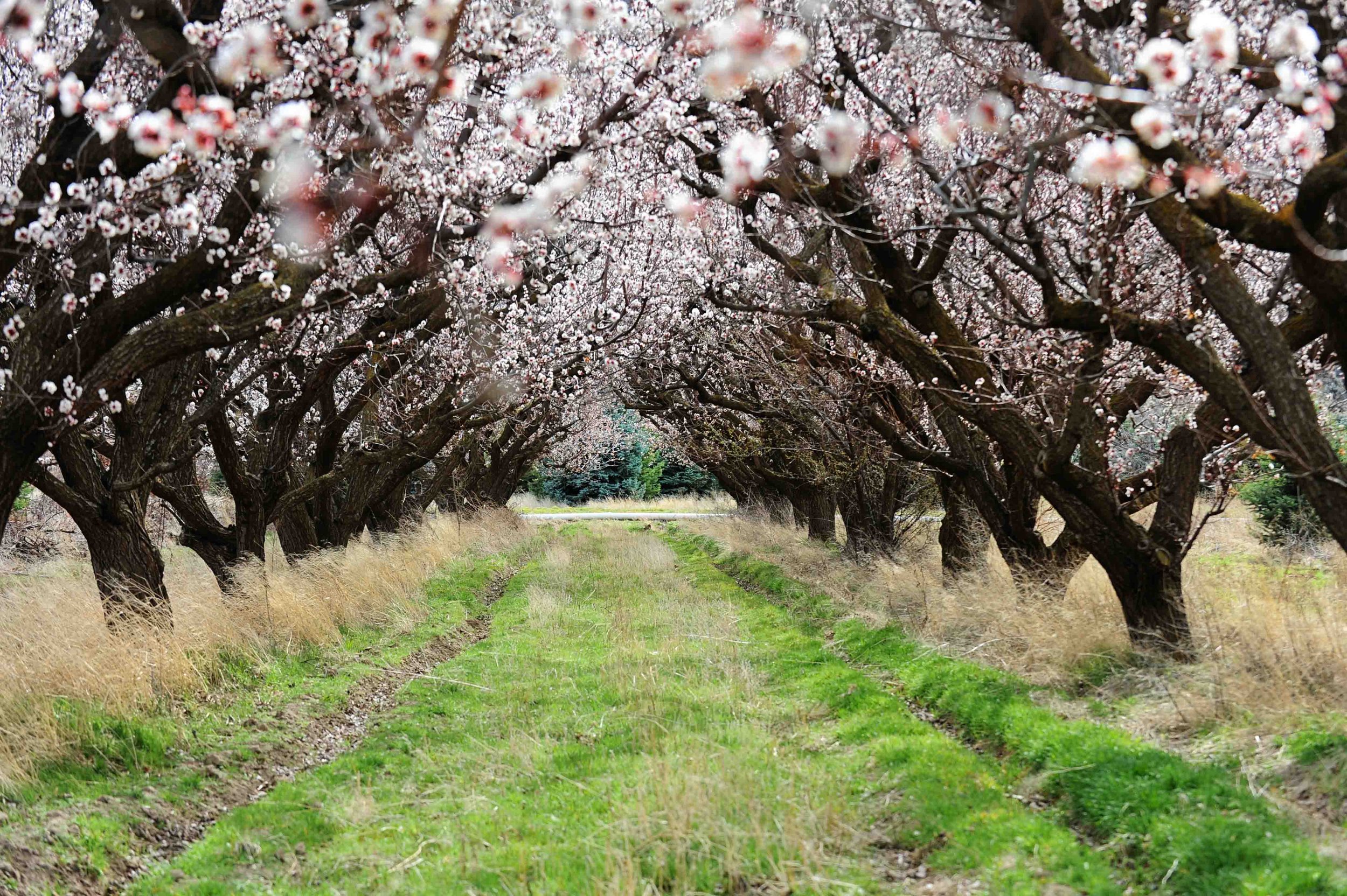 Blooming orchard.jpg