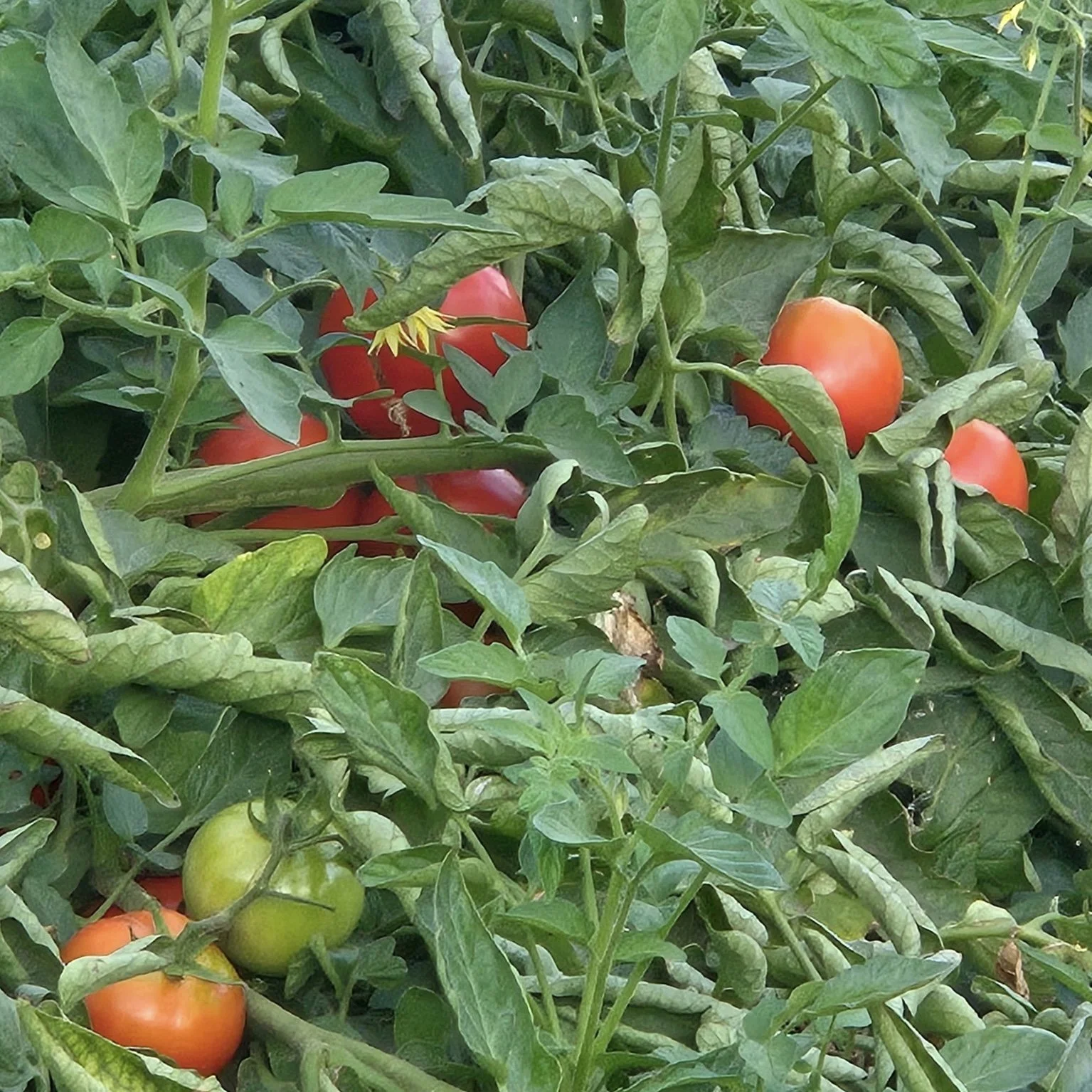 U-Pick Tomatoes
