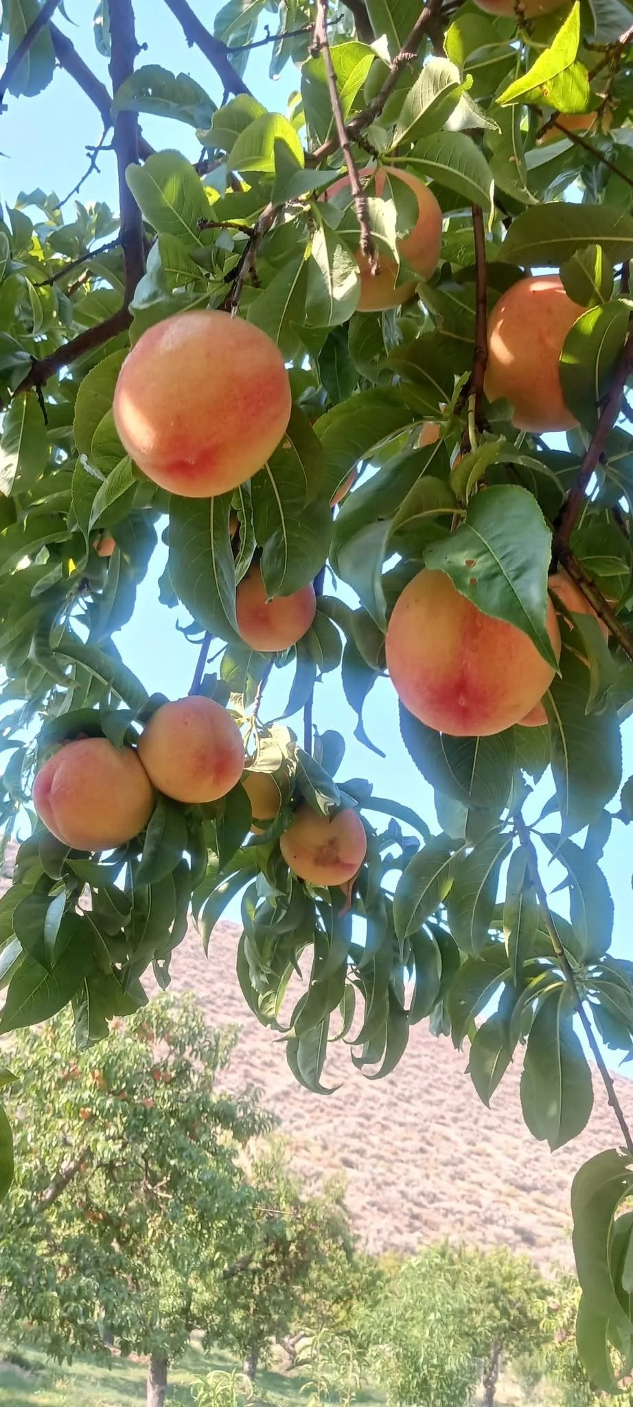 Elberta Peaches - box