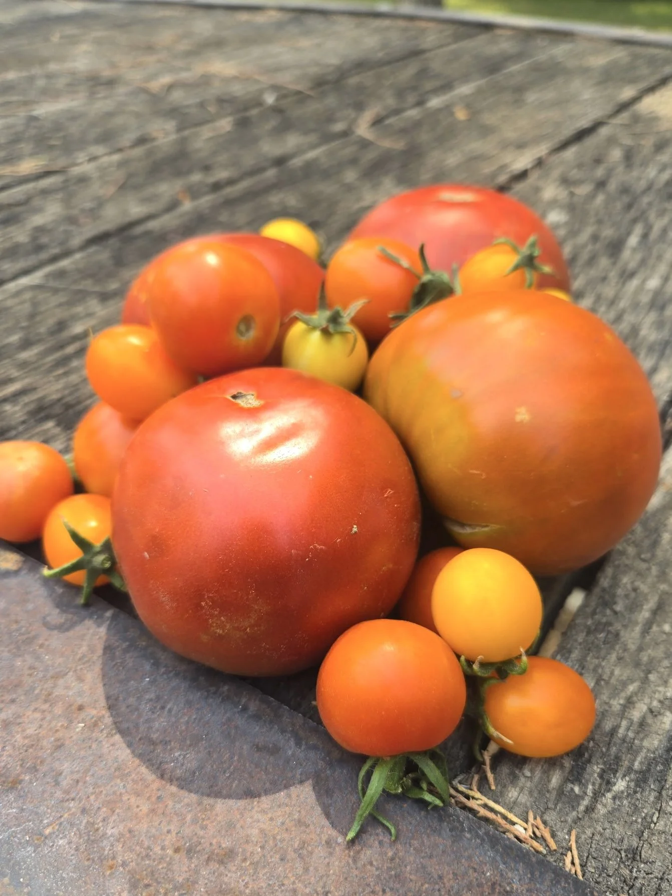 tomatoes.jpg.jpeg