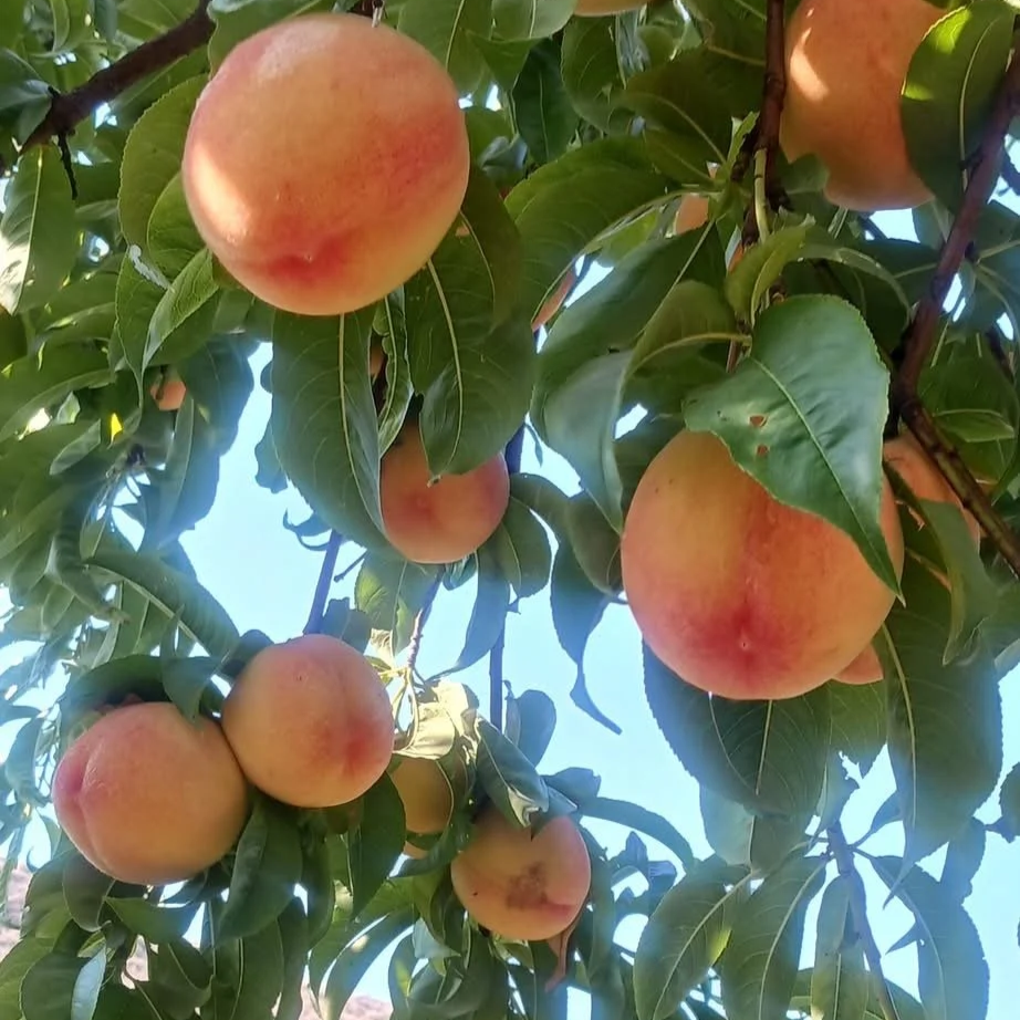 Elberta+peaches+in+tree.png