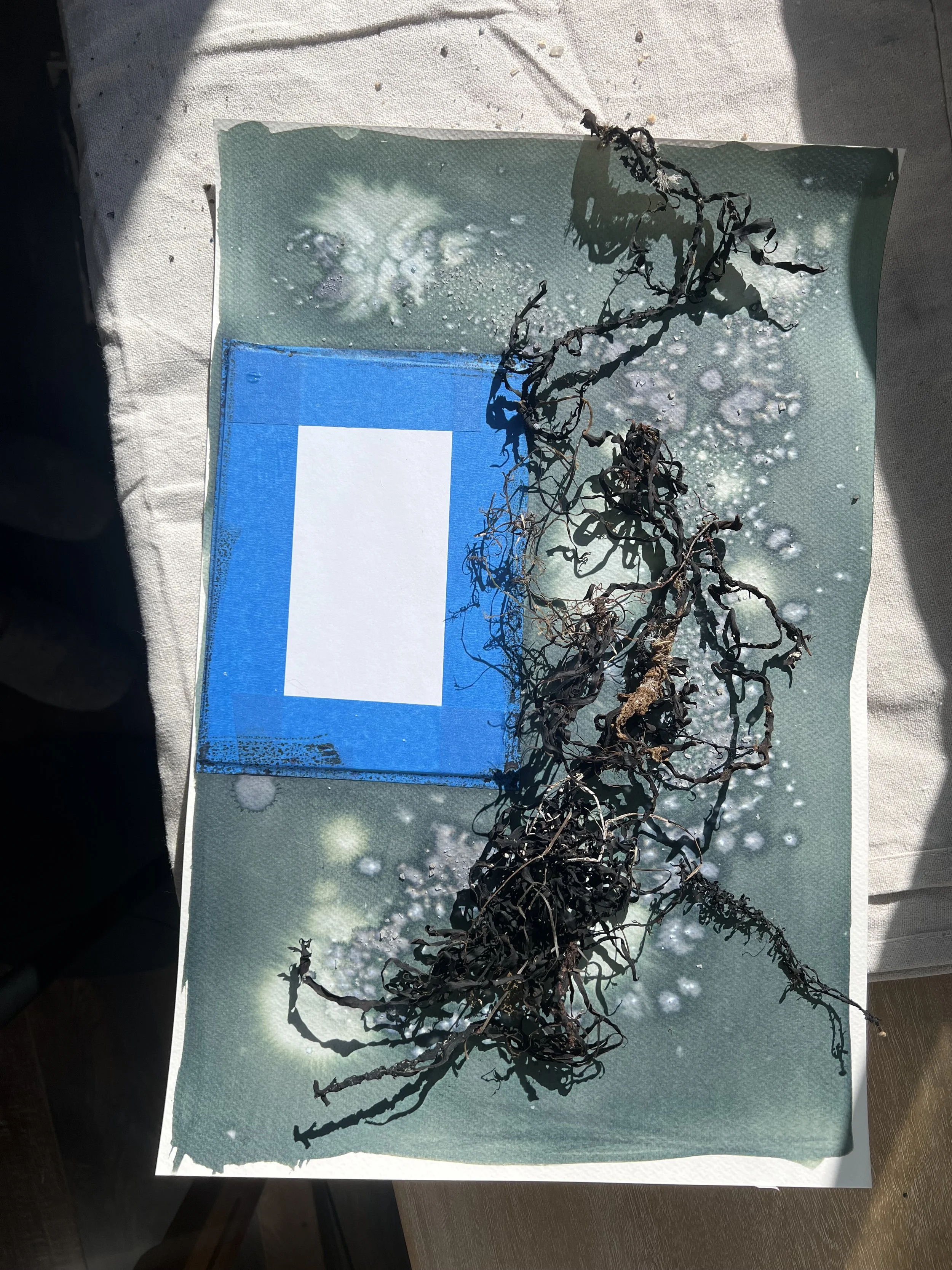 Rootedness Participatory Art Installation in California | Rootedness Cyanotype ...
