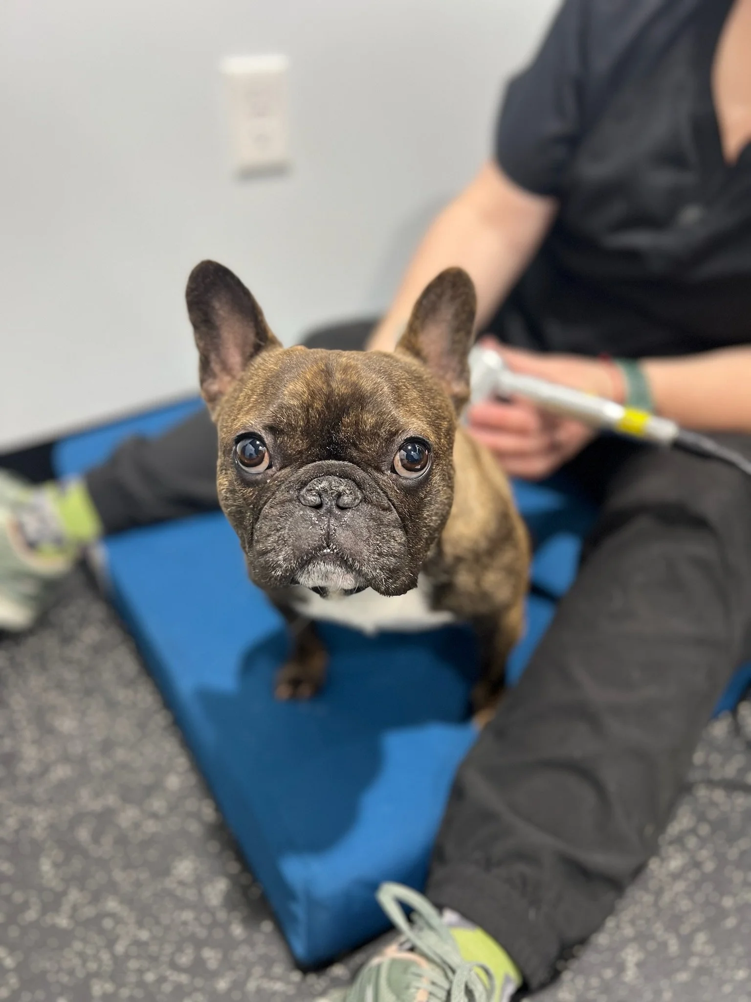 Percutaneous Laser Disc Ablation (PLDA) in Dogs