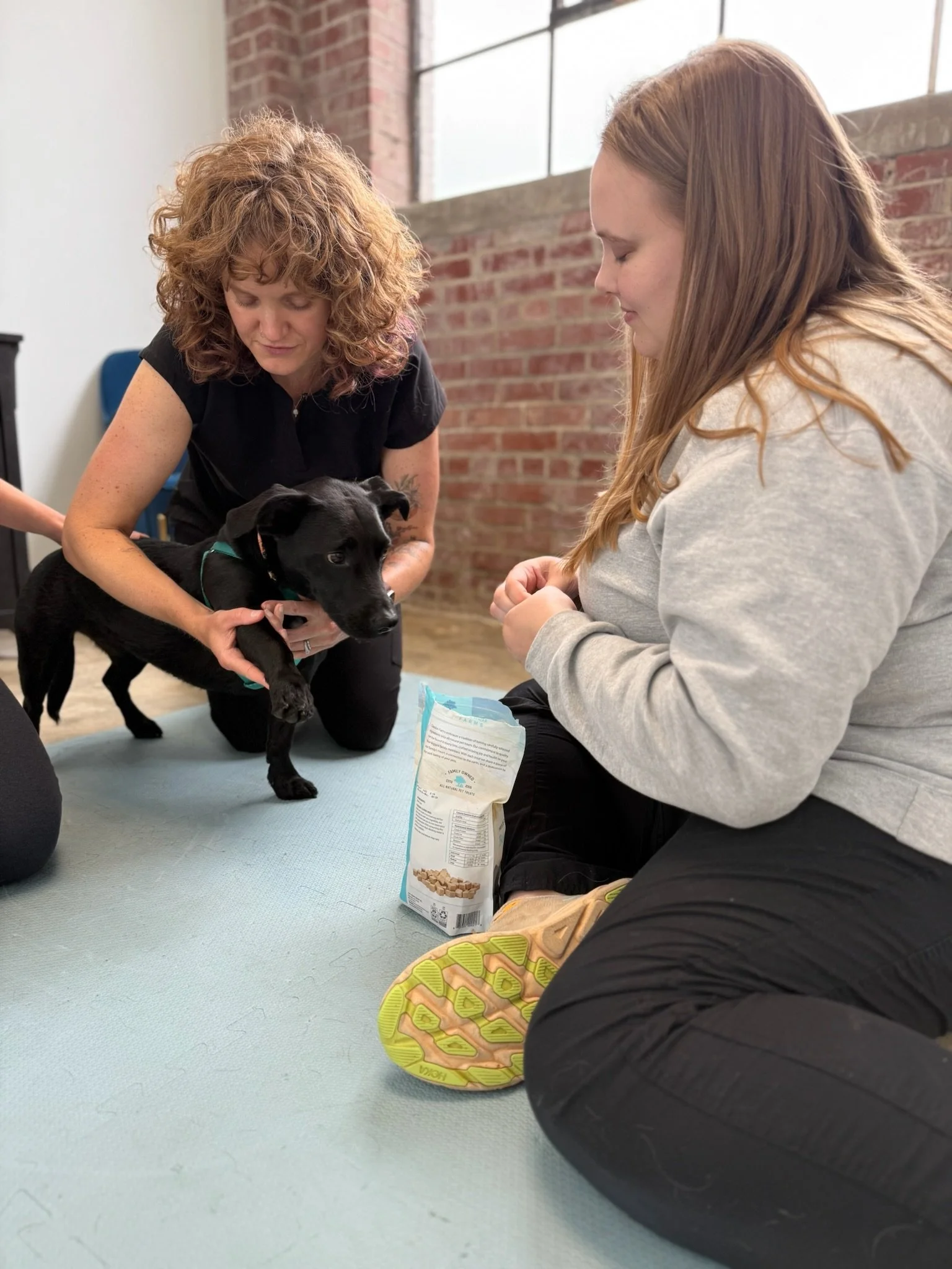 What is VSMT? A Pet-Owners Guide to Veterinary Spinal Manipulation Therapy