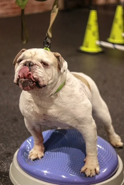 Navigating the Spin: How Rehabilitation Helps Dogs with Vestibular Disease