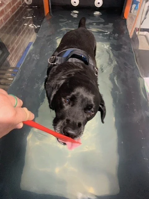 Navigating GOLPP: How Rehabilitation Can Give Your Senior Dog Their Groove Back