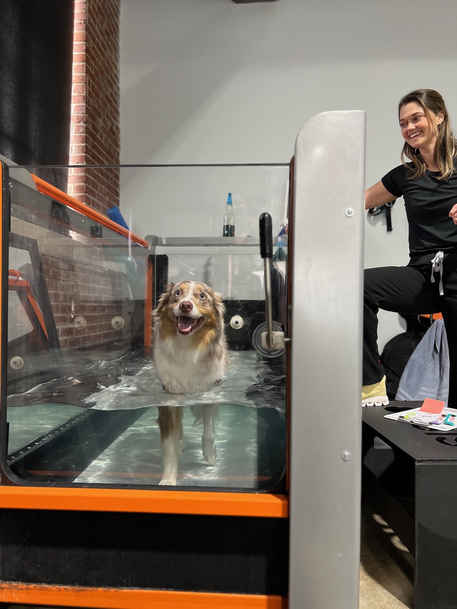 Exploring Hydrotherapy for Orthopedic and Neurologic Injuries in Dogs and Cats