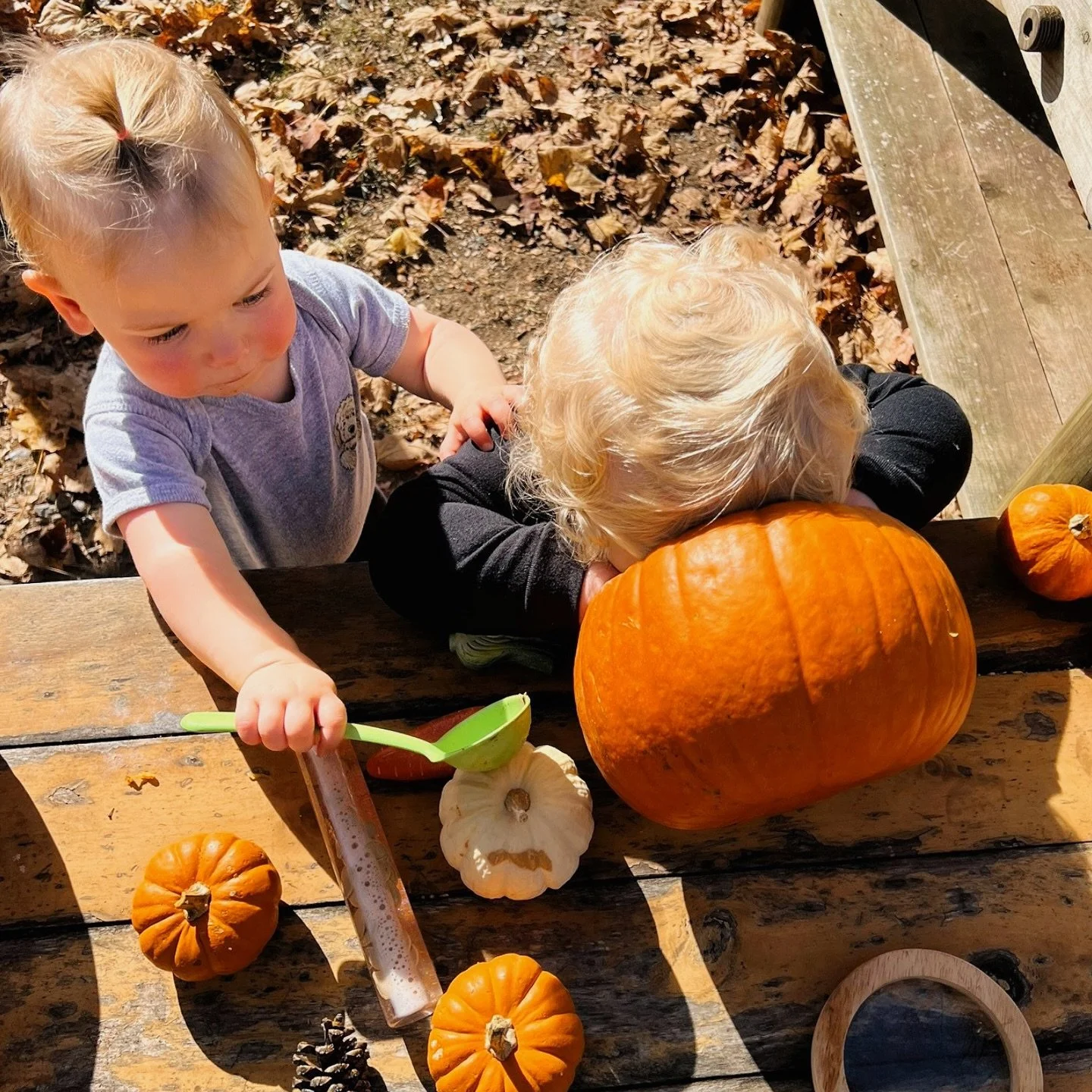 When you dive headfirst into pumpkin season... literally! 😂🎃 Swipe to catch some fun moments from this week&rsquo;s Mini Lunas and Little Lunas playgroups!