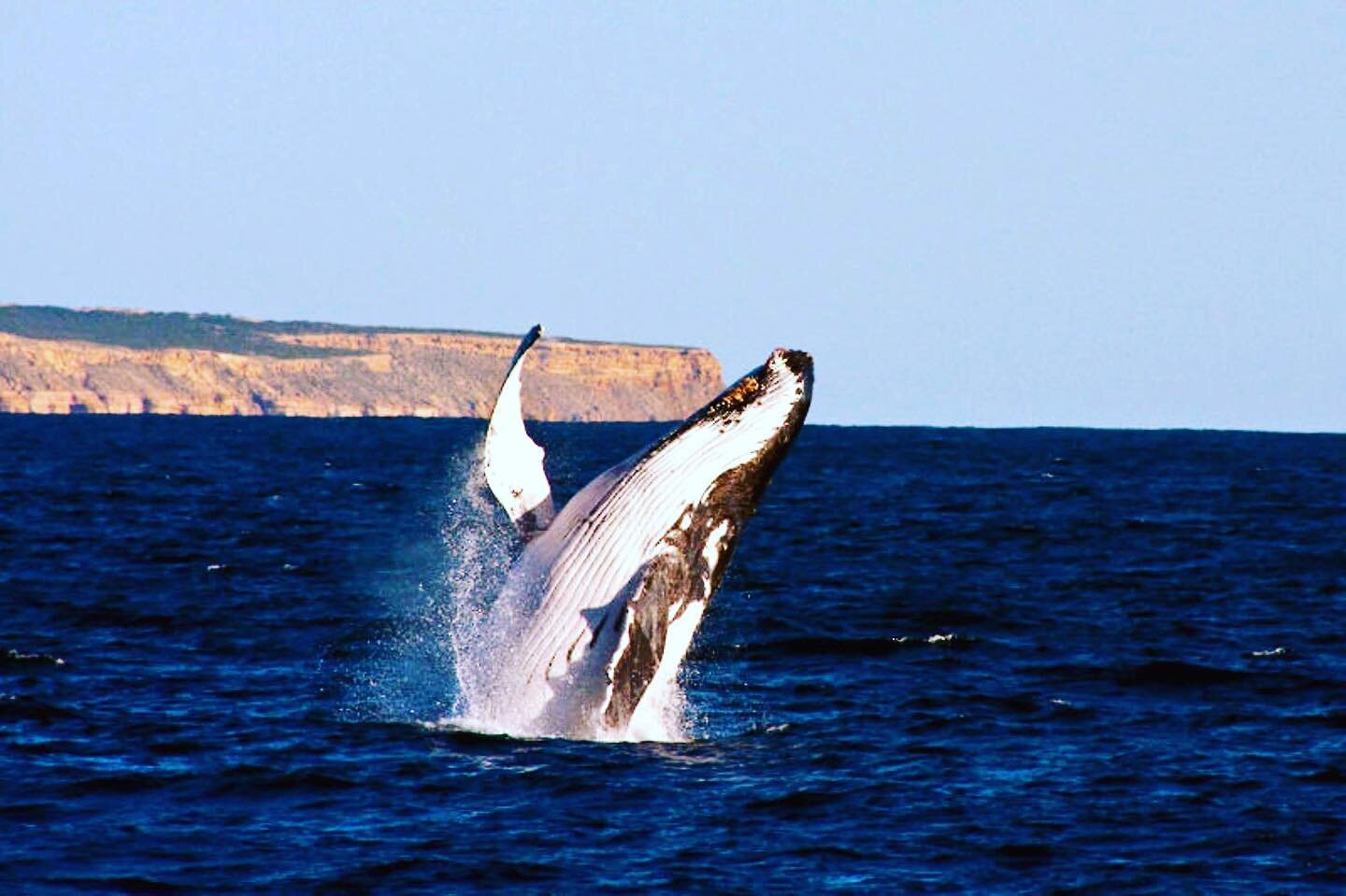 A typical day in Gantheaume Bay!🐋
Join us on one of our Whale Discovery tours ~ watch the Humpback&rsquo;s as they frolic &amp; play &amp; slowly make their migratory journey back south ✨
.
www.reefwalker.com.au
.
#reefwalkerkalbarri #reefwalkerocea
