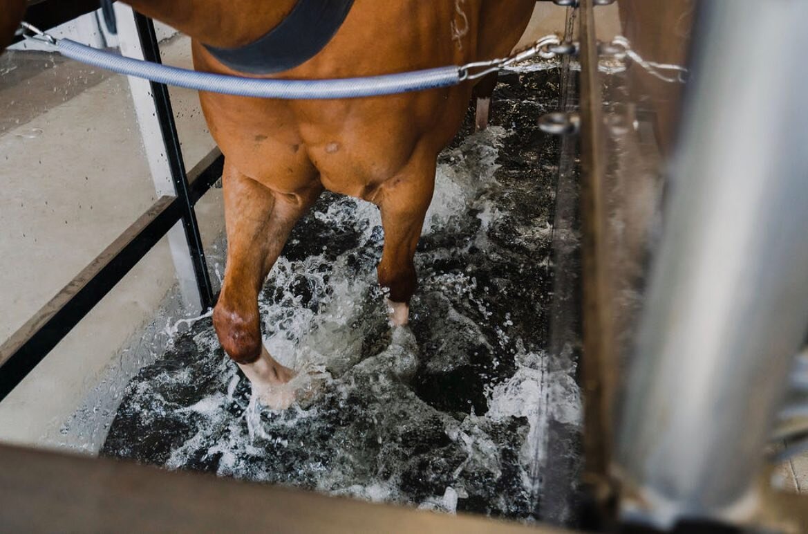 The height of the water can be adapted to the individual horse, starting off with short dry treadmill sessions for the more inexperienced or rehab cases, working to longer sessions with water getting deeper with every session. 
The deeper water encou