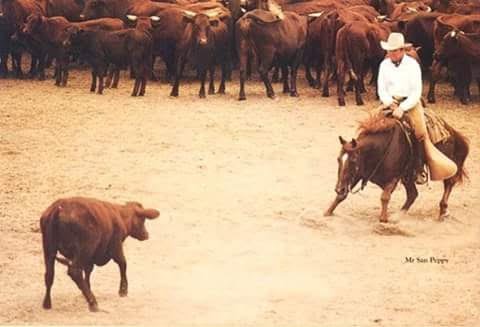 Buster Welch - AQHA