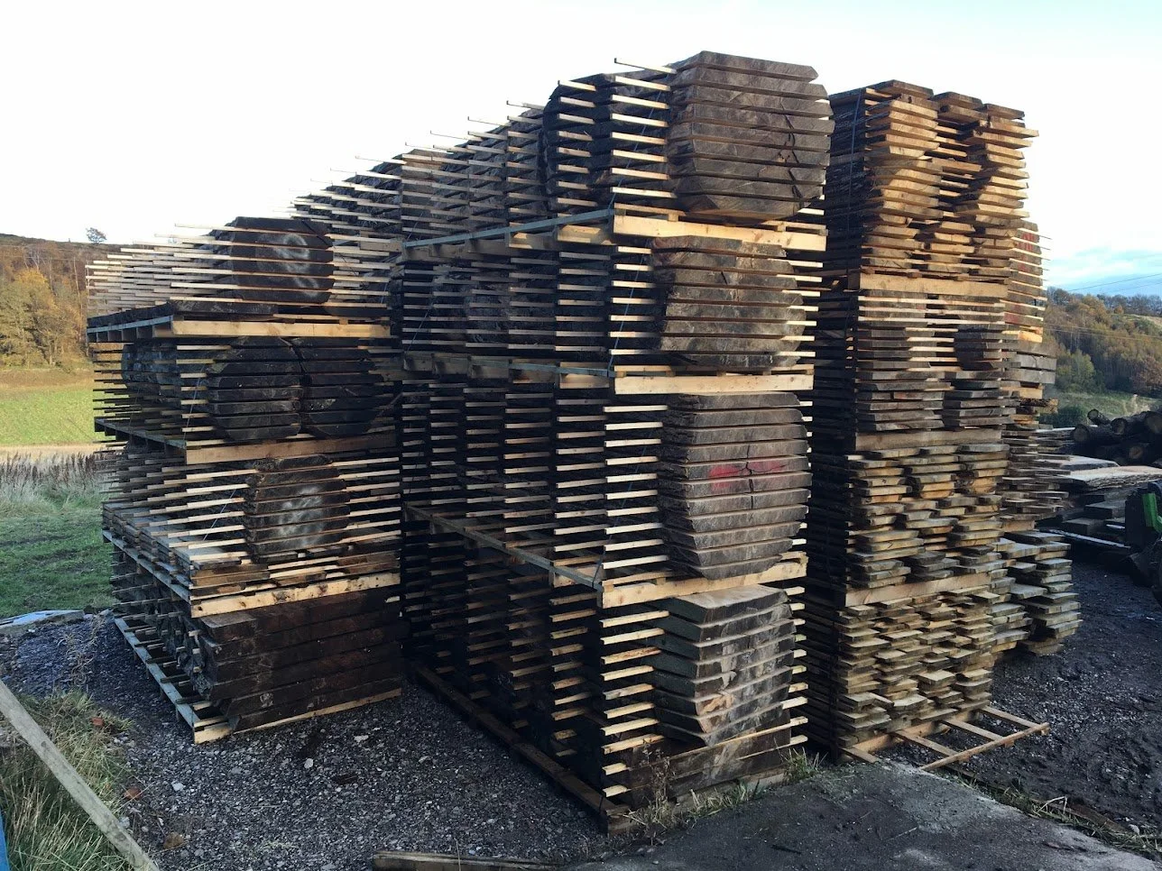 Logs drying in the yard.JPG