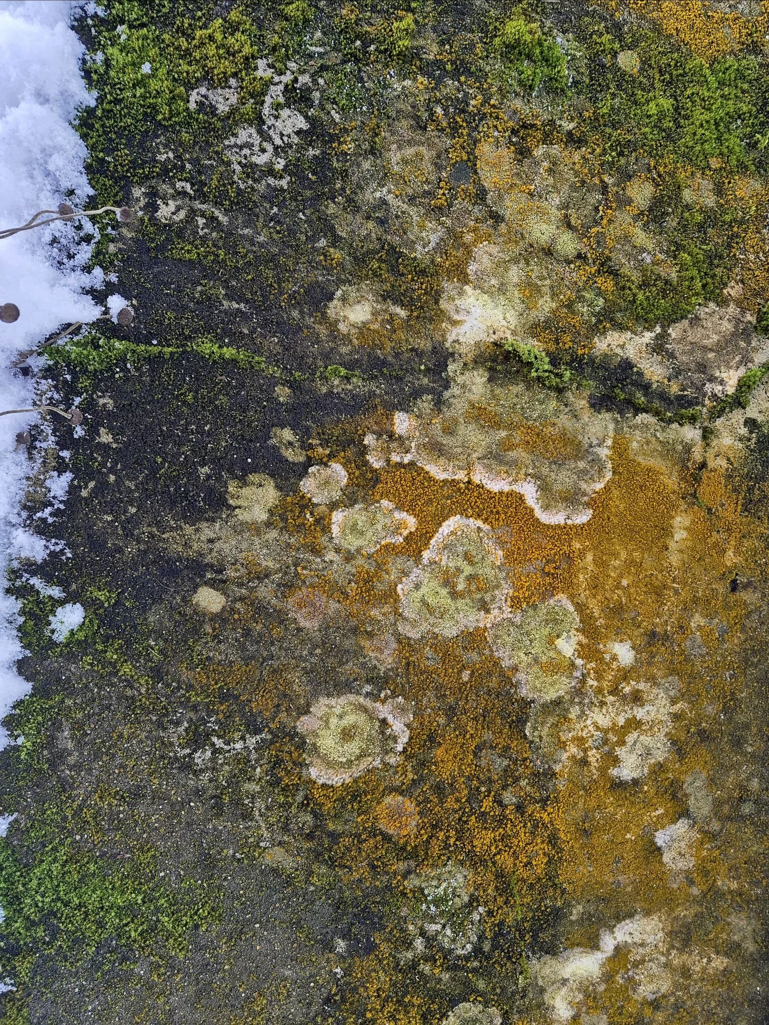 WhatsApp Image 2026-01-26 at 07.34.57.jpeg