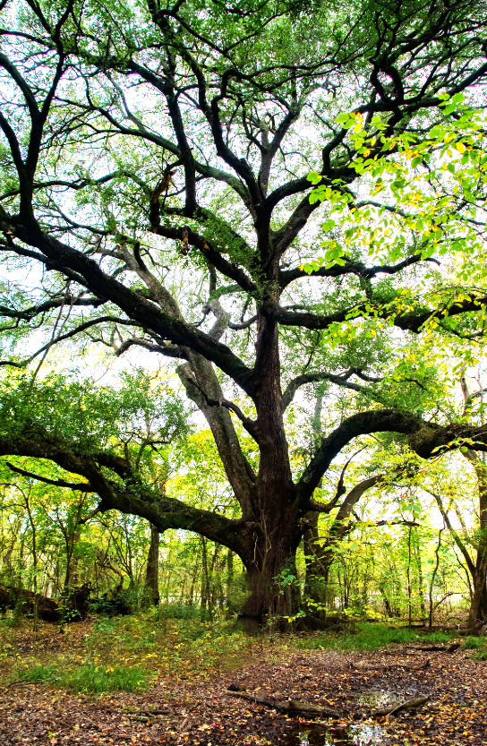 The Witness Series -  Radical Joy: 5 Years &amp; Counting