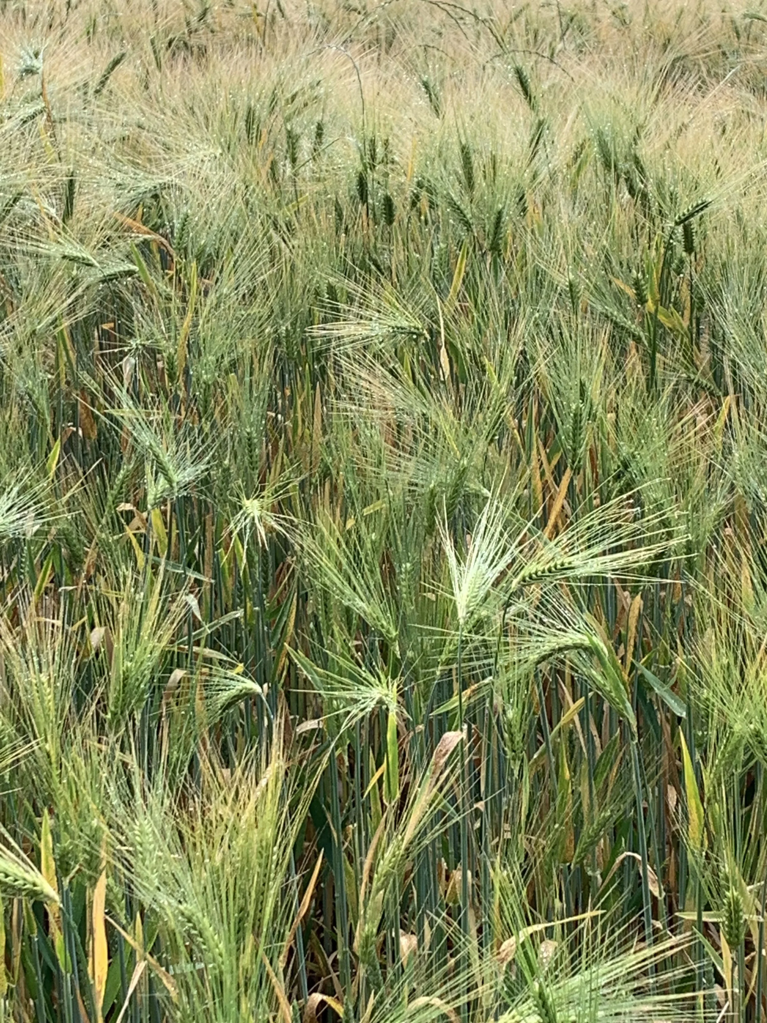 IMG_4076.jpeg (Copy)