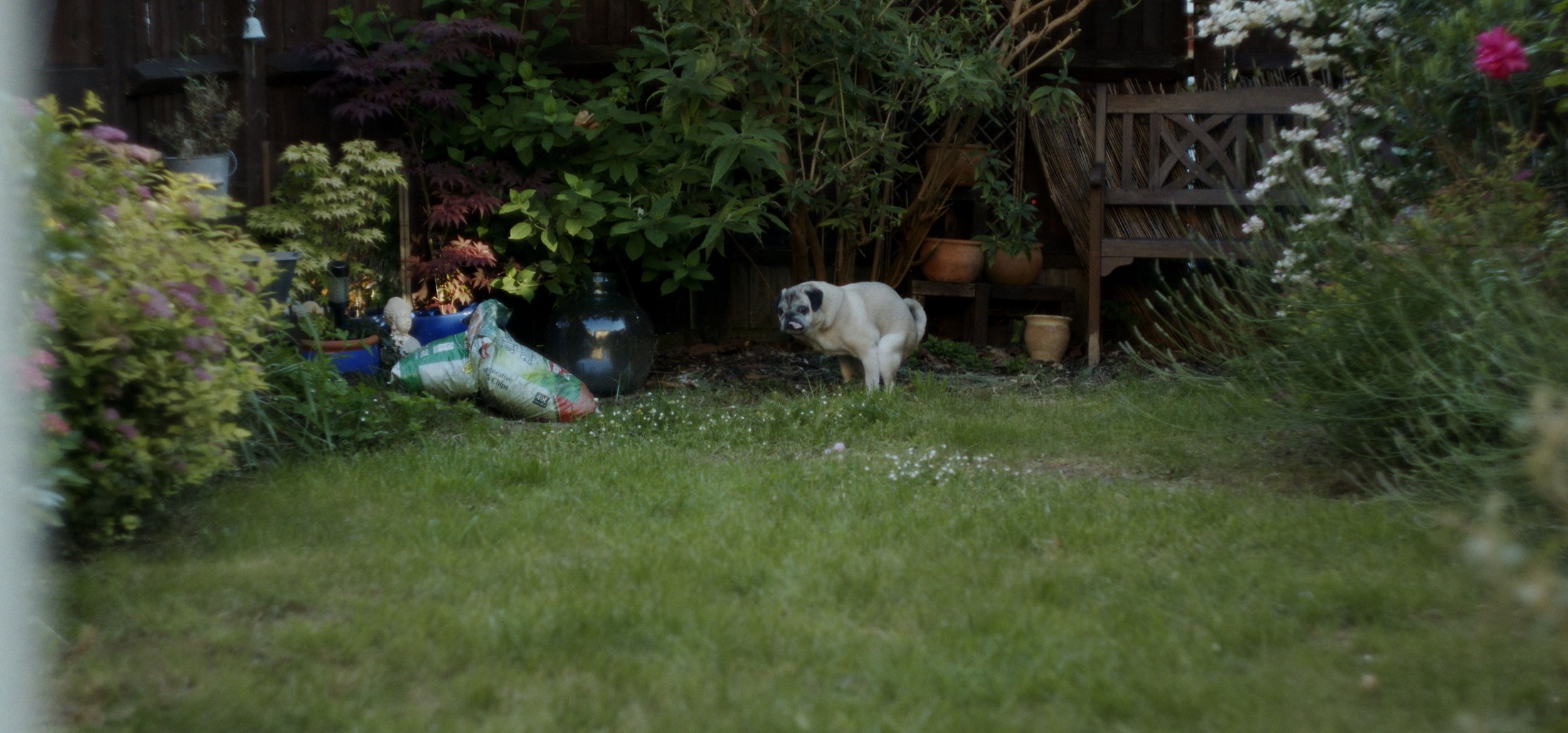 Bruiser_Still5.jpg
