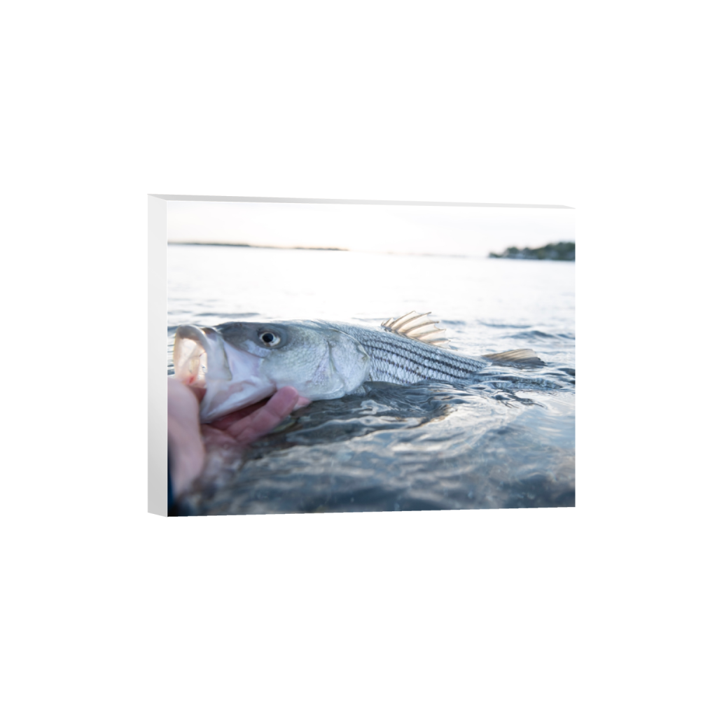 canvas_rectangle3_4_82_0_7338_5504_0_false_ffffff_0_0.png