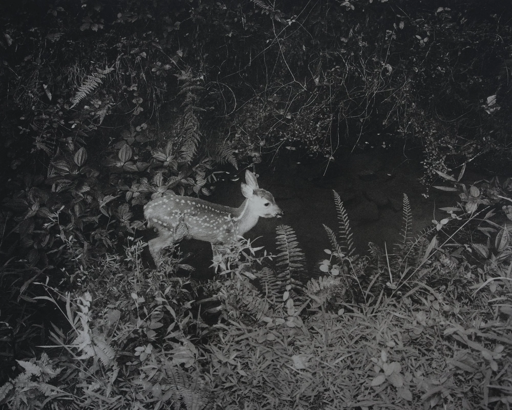 POP Photogravure (new edits) 2.jpg (Copy)