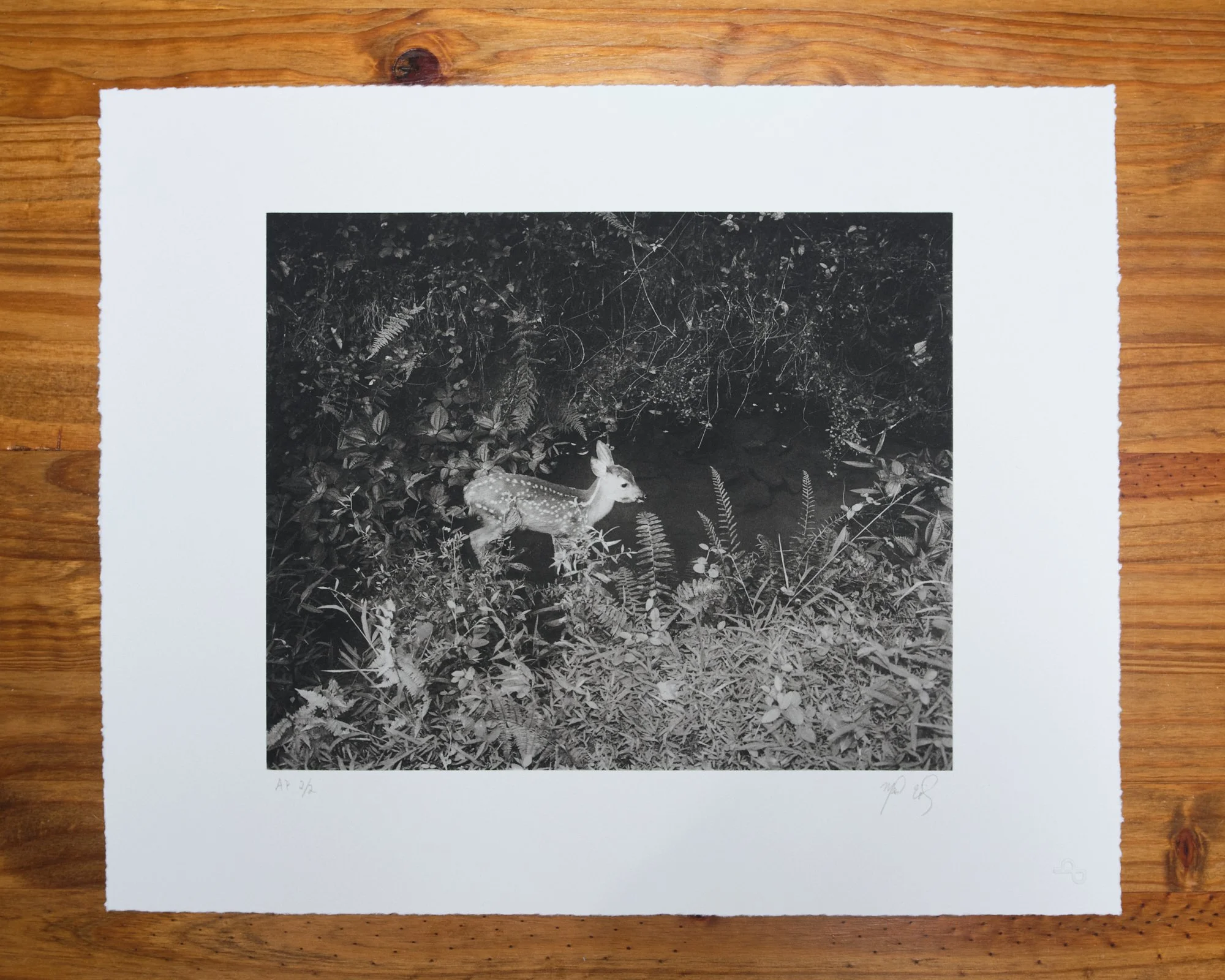 Untitled (fawn), Charlottesville, Virginia. 2024