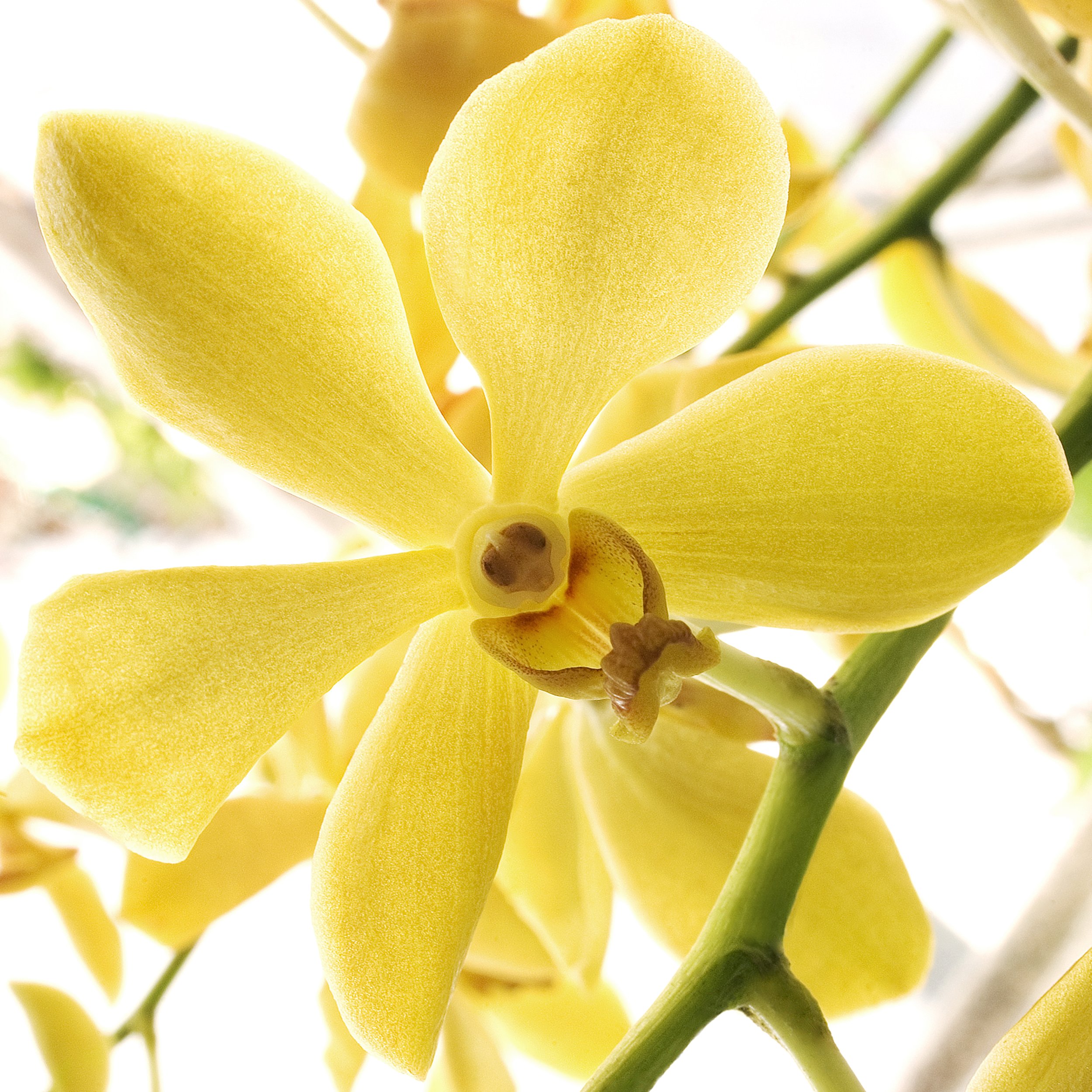 YELLOW ORCHID-2-2 copy.jpg