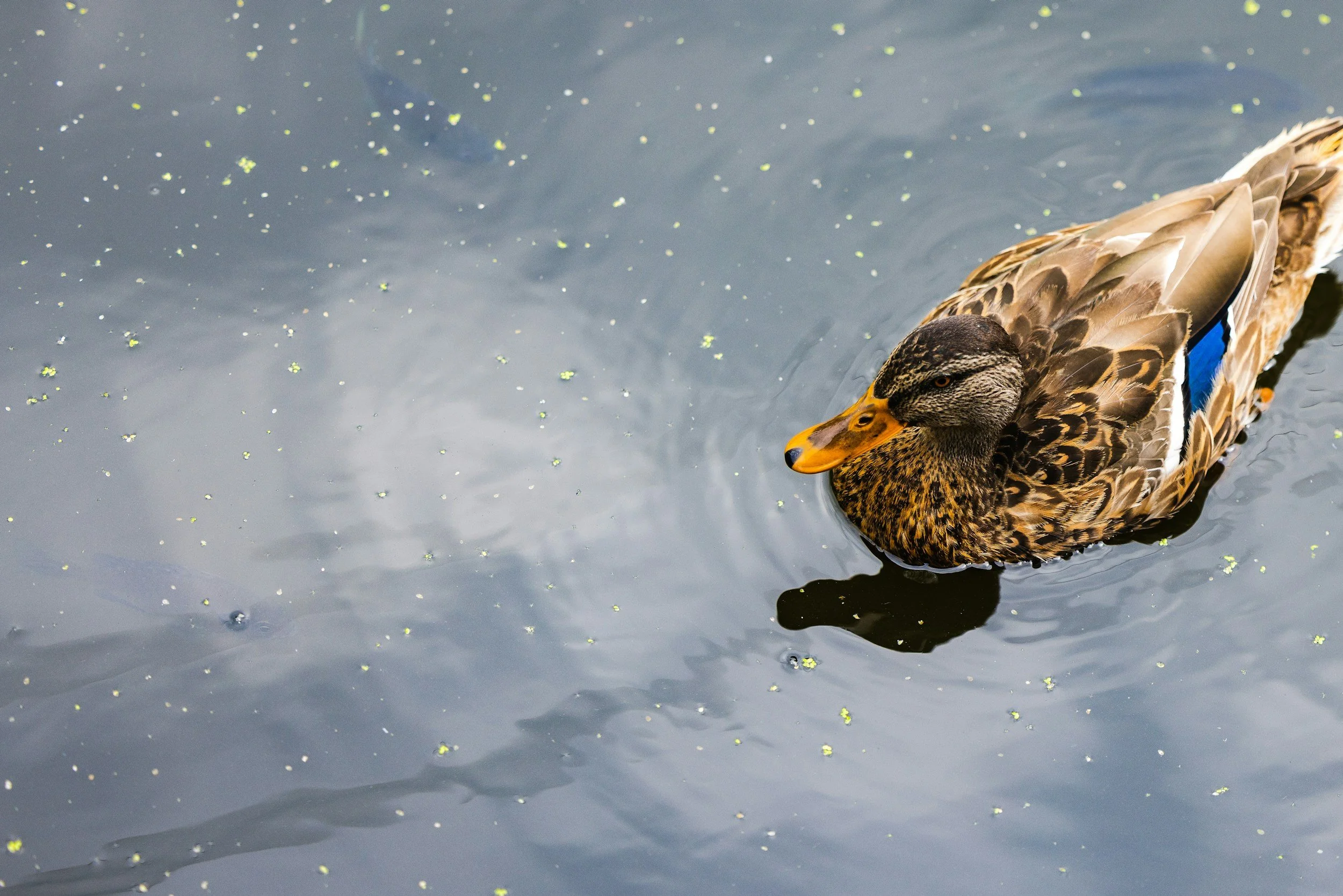 SZN. 4 Ep. 21/High-Functioning Anxiety: When You Look Calm but Feel Overwhelmed Inside