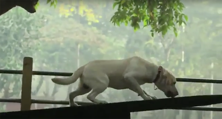 Dog - A film for a cause.