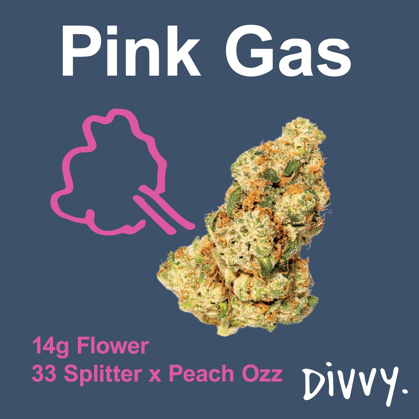 💖🌬️ Exciting news from @divvycannabis! Meet the sensational Pink Gas &ndash; she's pink, she's gassy, and she's a dazzling cross of 33 Splitter and Peach Ozz! 🍑✨ Revel in the allure of big resinous buds, and delight your senses with a potent fuel 