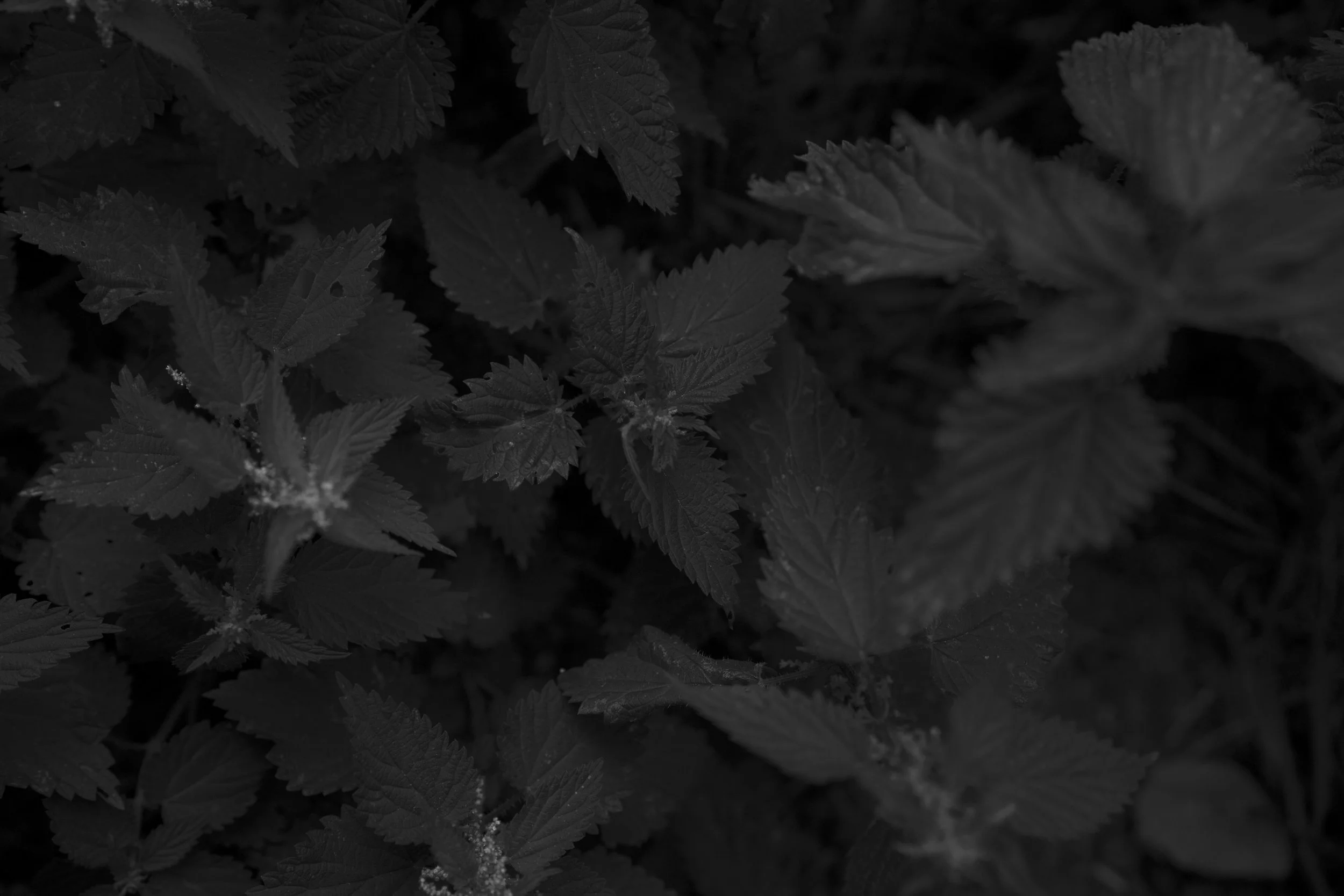 untitled-2.jpg