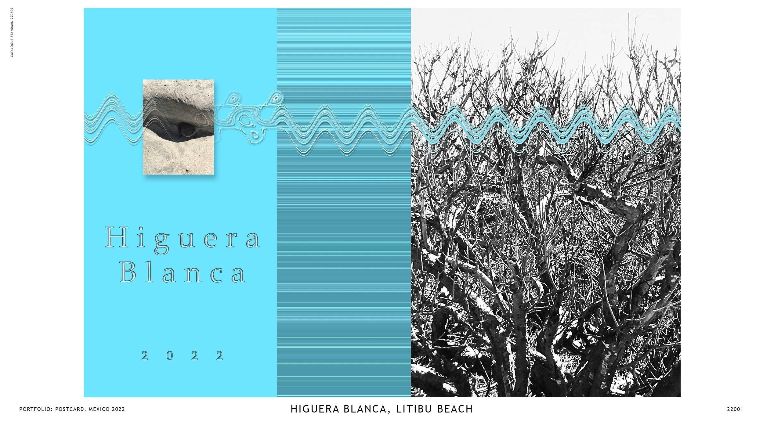 postcard: higuera blanca