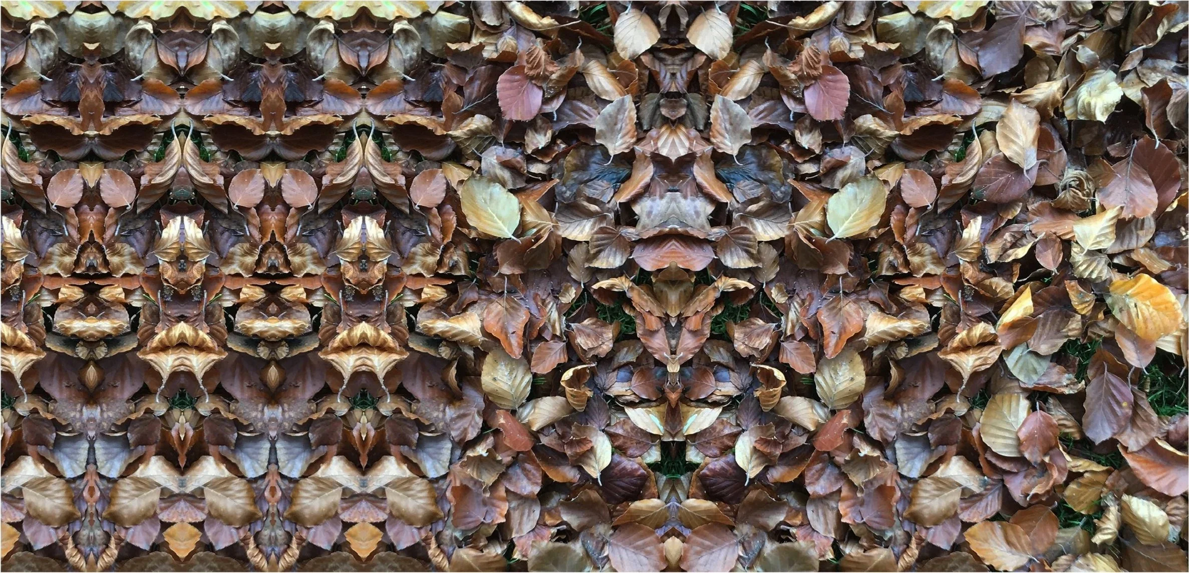 volutes of the fall