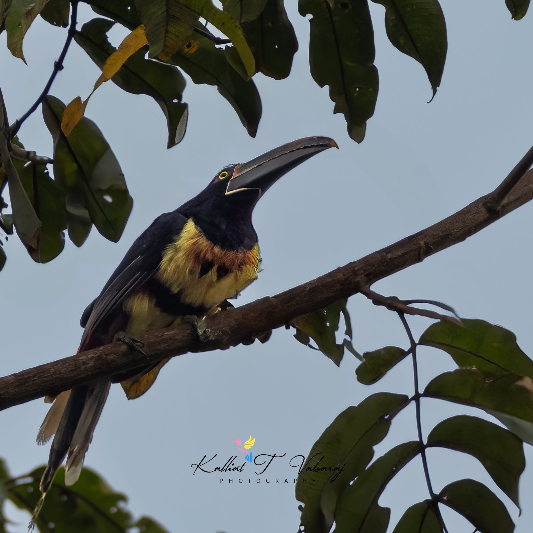 collared aracari-1.jpeg
