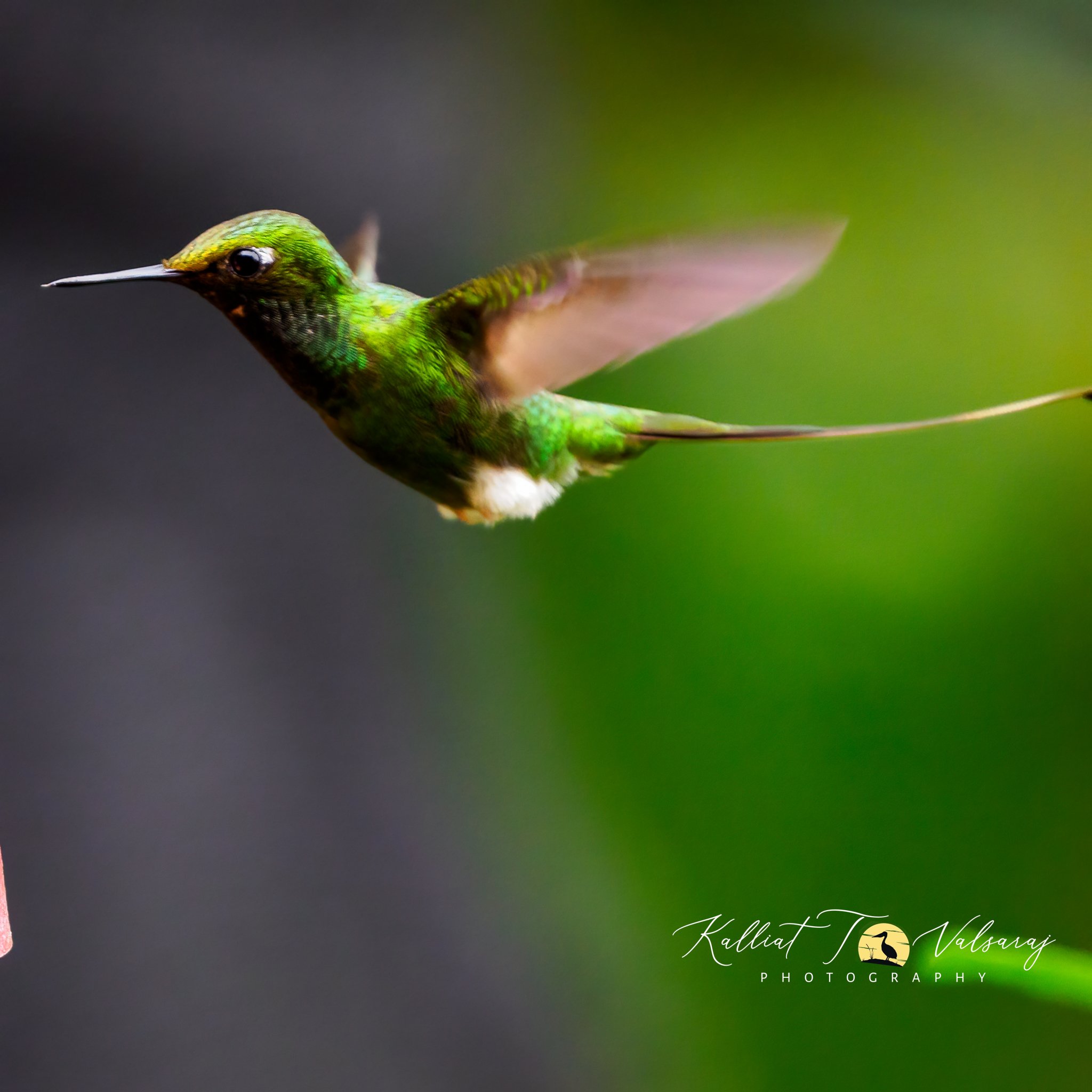 Long%20tailed%20sylph%20(1%20of%201).jpeg