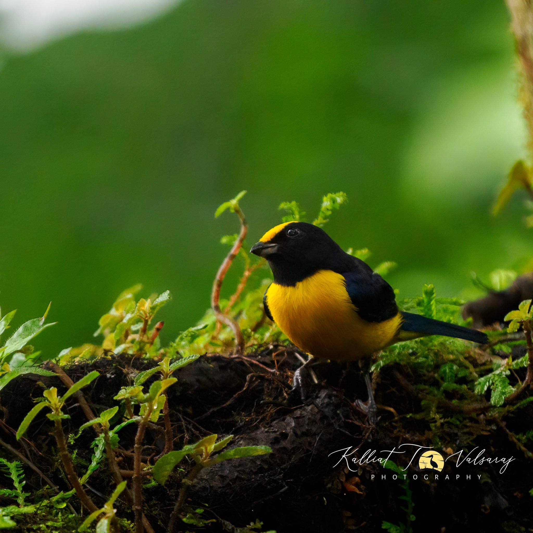 Orange%20bellied%20euphonia%20(2%20of%201).jpeg
