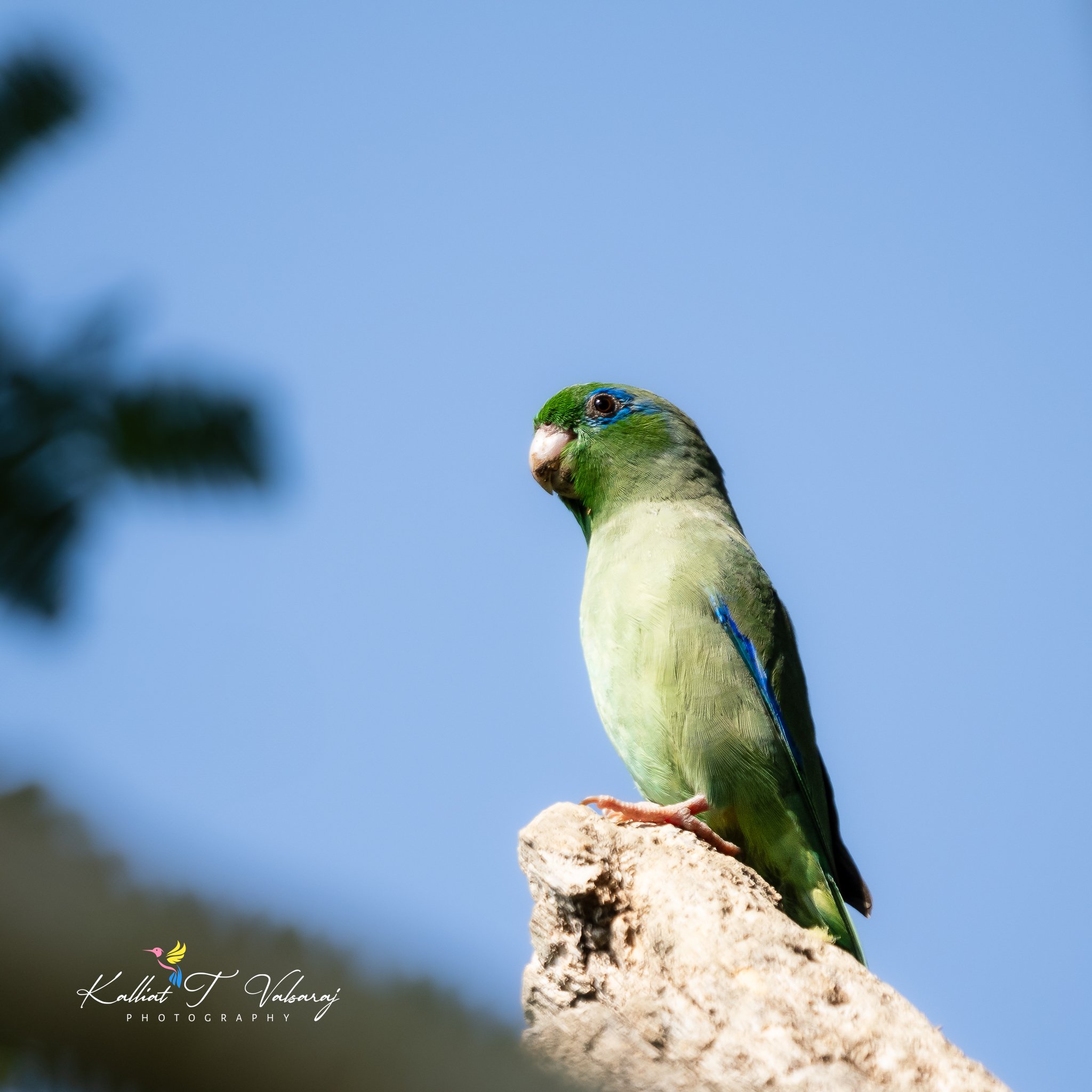 spectacled parrot-1.jpeg