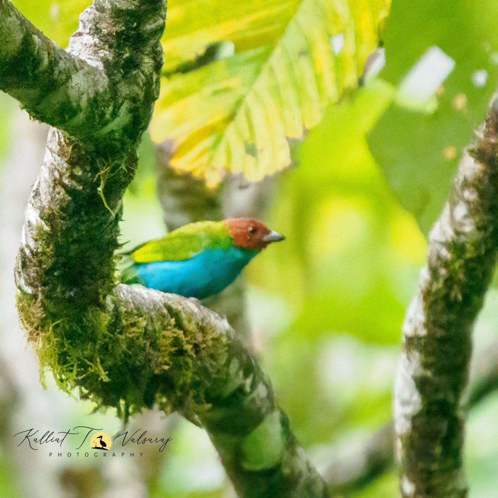 Bay-headed%20tanager%20(1%20of%201).jpeg