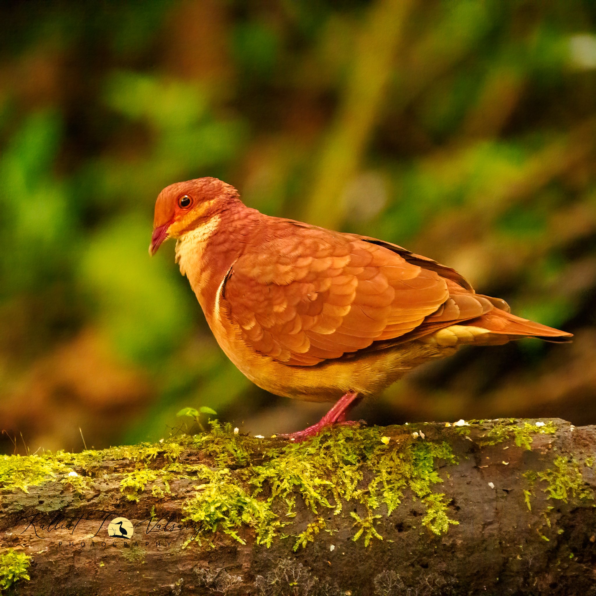Ruddy%20Quail%20Dove%20(1%20of%201).jpeg