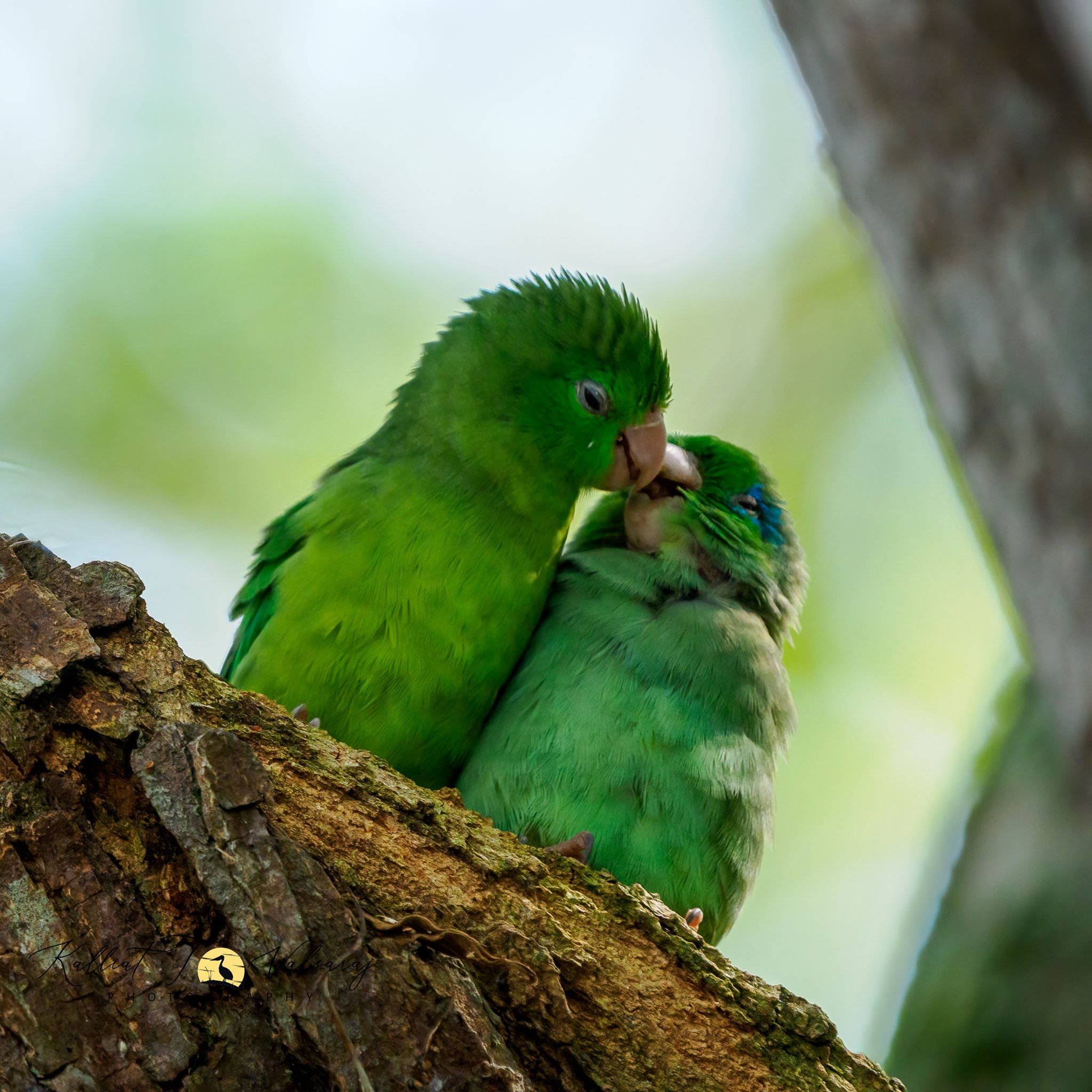 Spectacled%20parrotlet%20(3%20of%201).jpeg