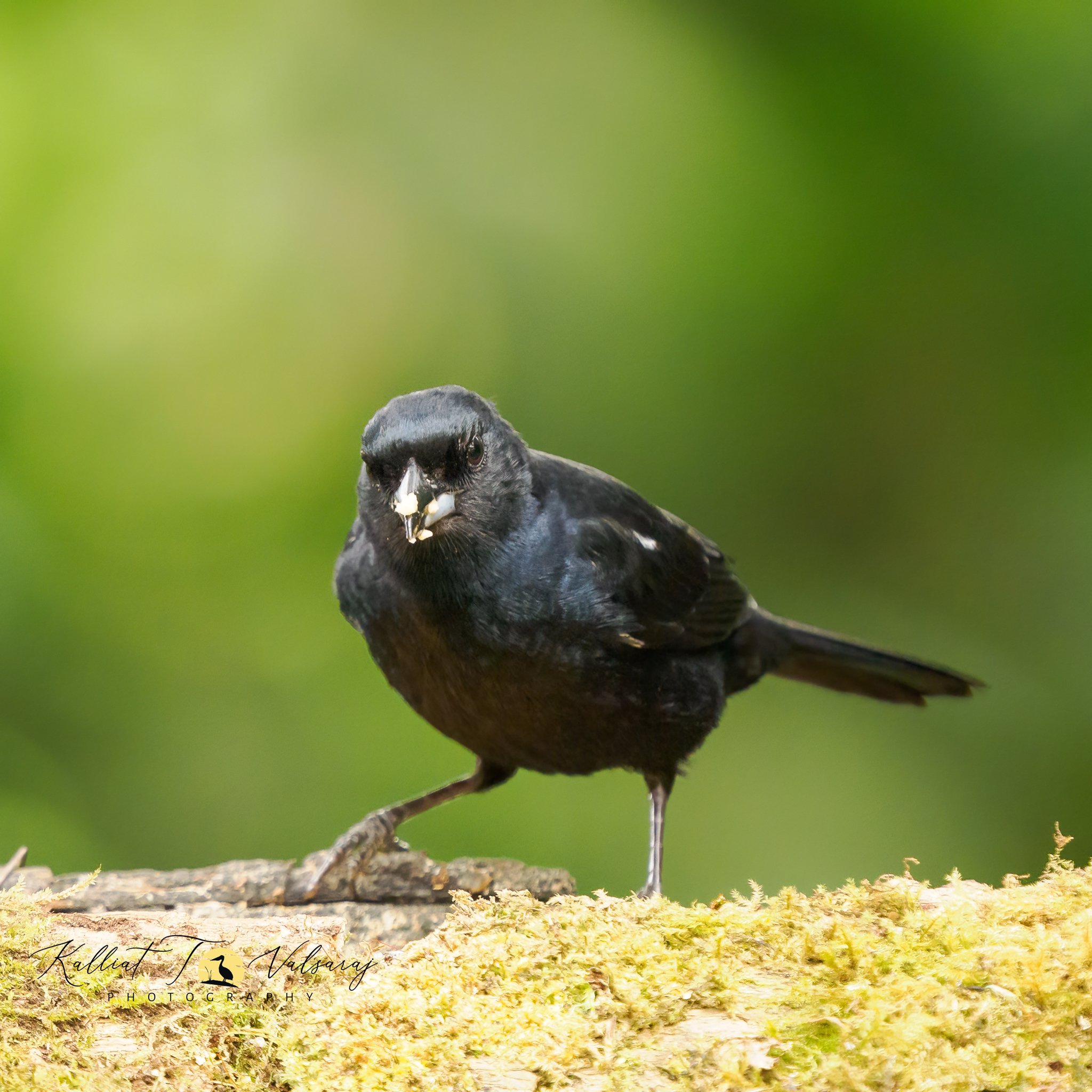 White-lined%20tanager%20(1%20of%201).jpeg