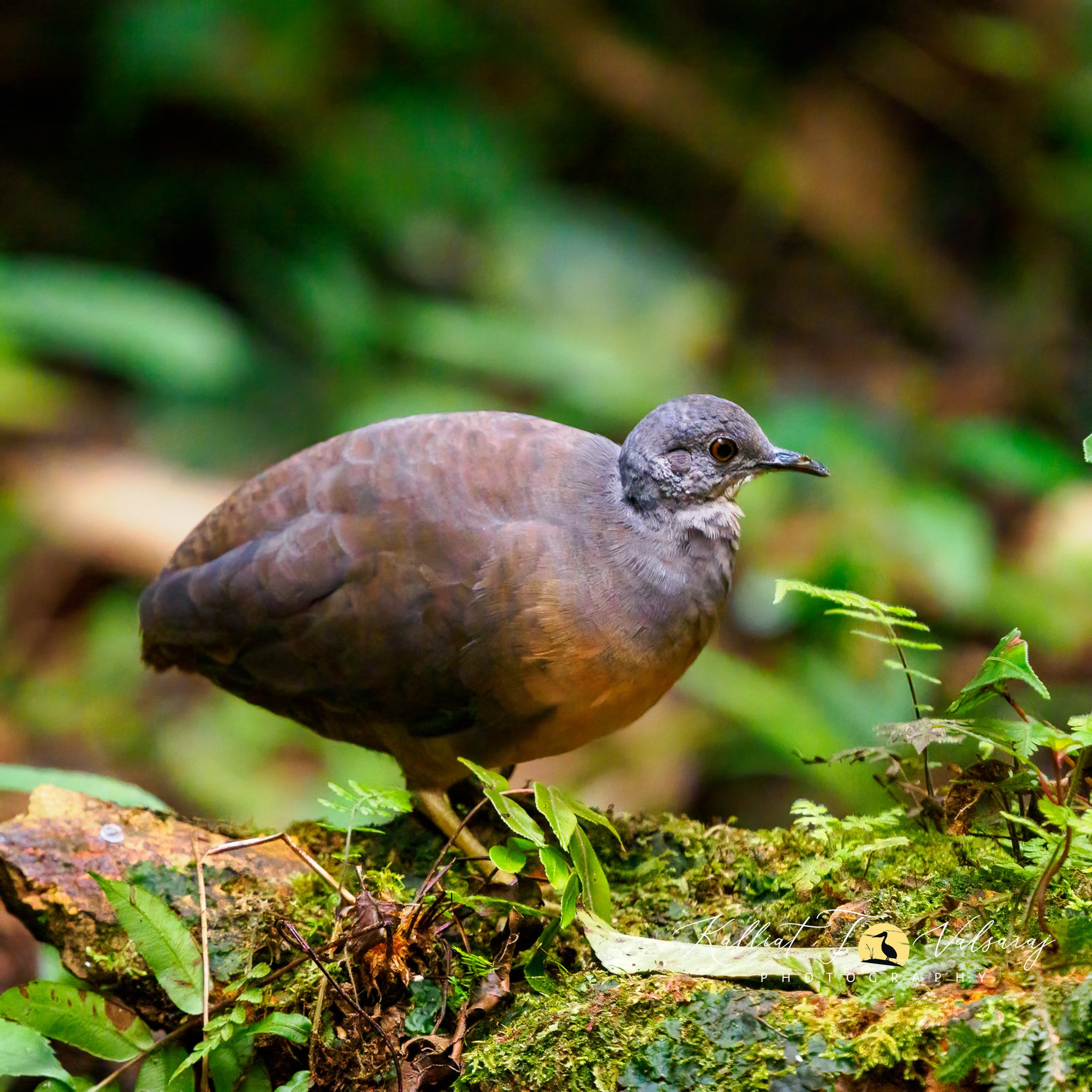 Little%20tinamou%20(1%20of%201).jpeg