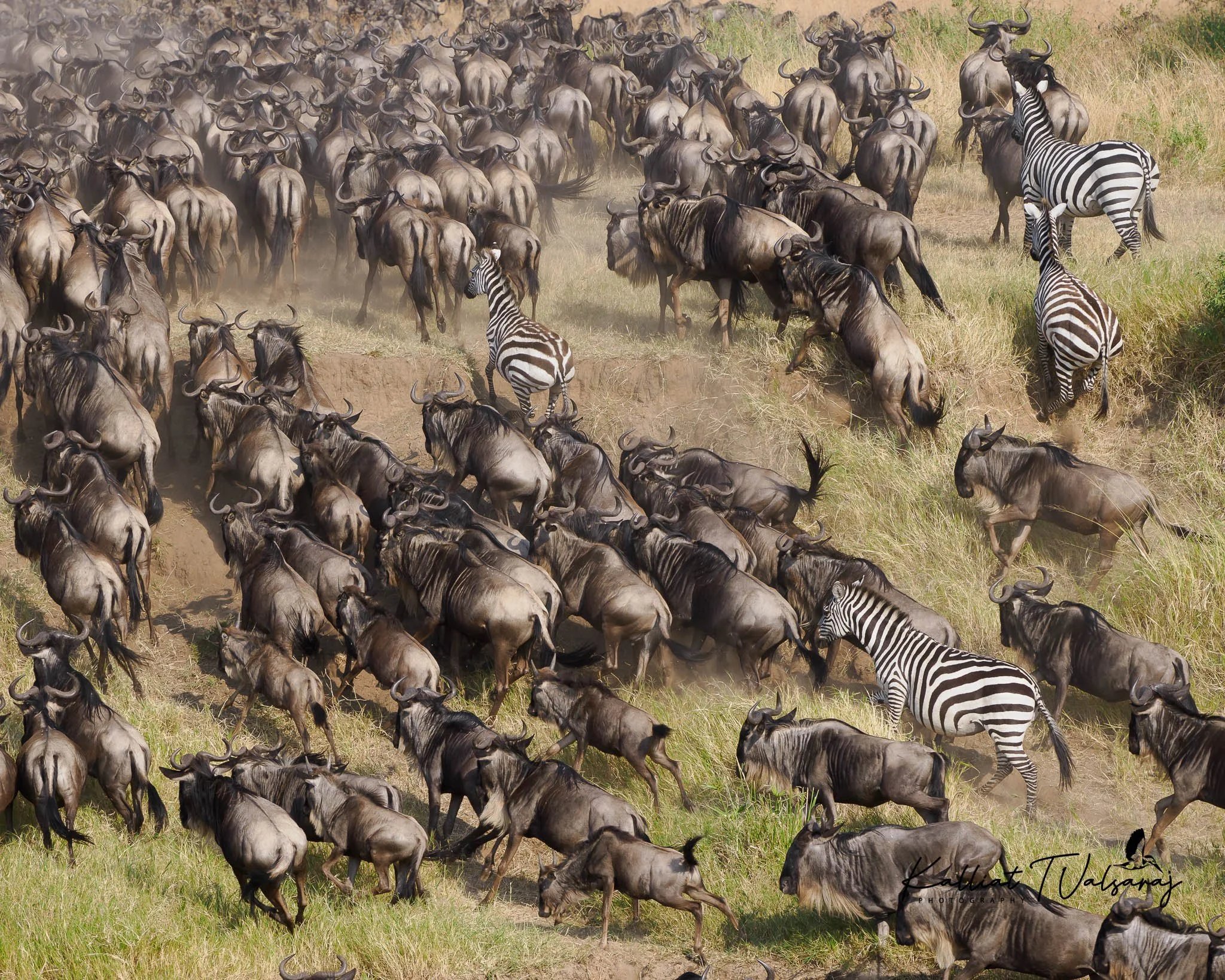 Migration in Masai Mara- Kenya (9 of 1).jpg